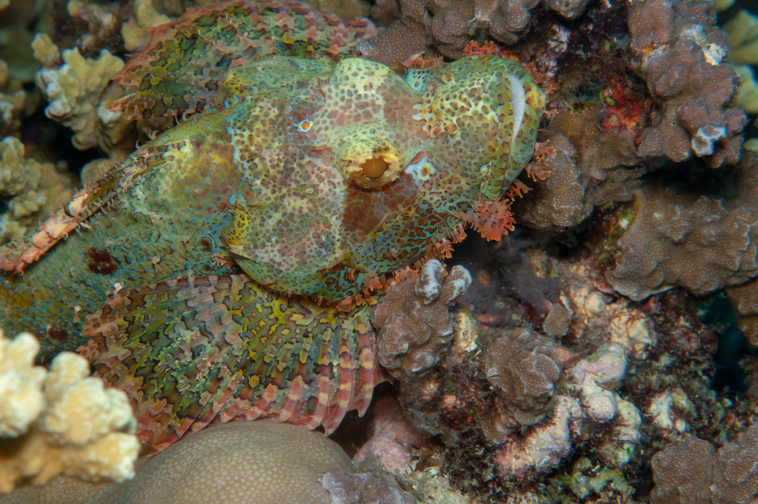 Papuan scorpionfish - Scorpaenopsis papuensis, Jackie's Knob, Father's Reefs