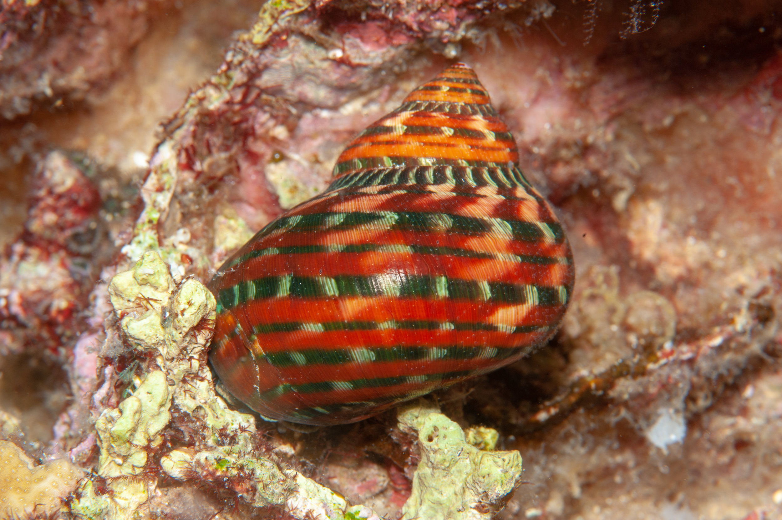 Turban snail shell - Turbo petholatus, Jackie's Knob, Father's Reefs