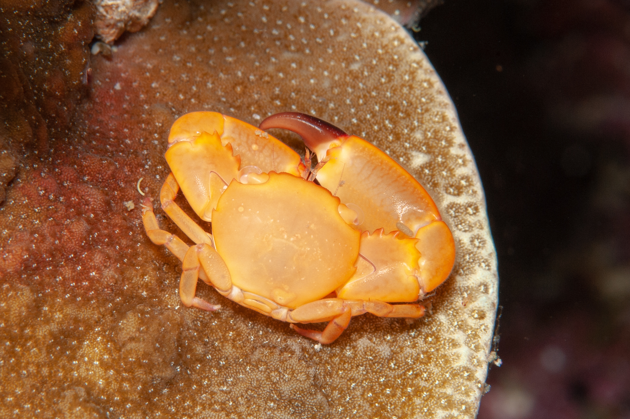 Two tooth guard crab - Trapezia bidentata, Jackie's Knob, Father's Reefs