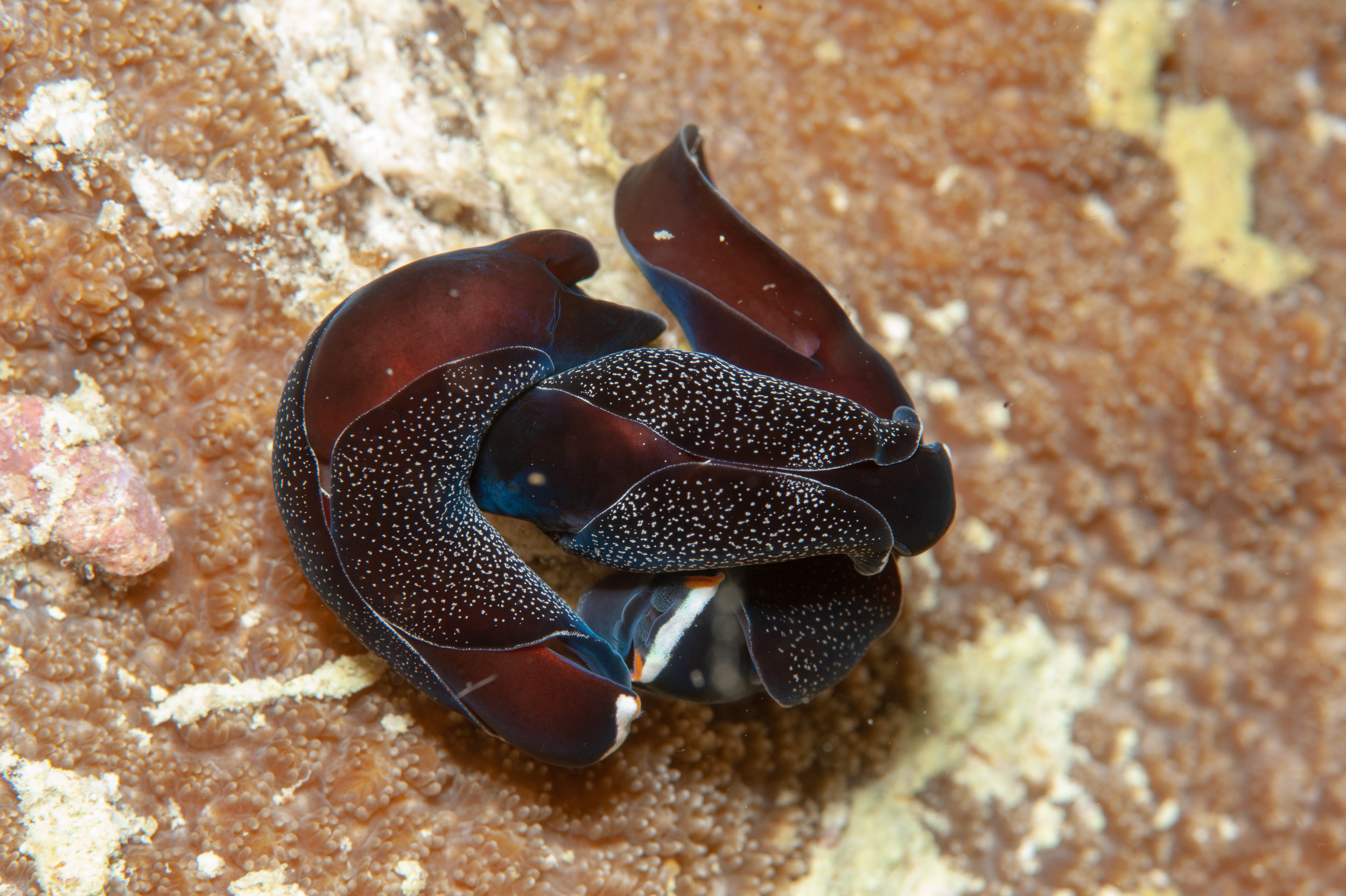 Chelidonura inornata headshield slug nudibranch, Jackie's Knob, Father's Reefs