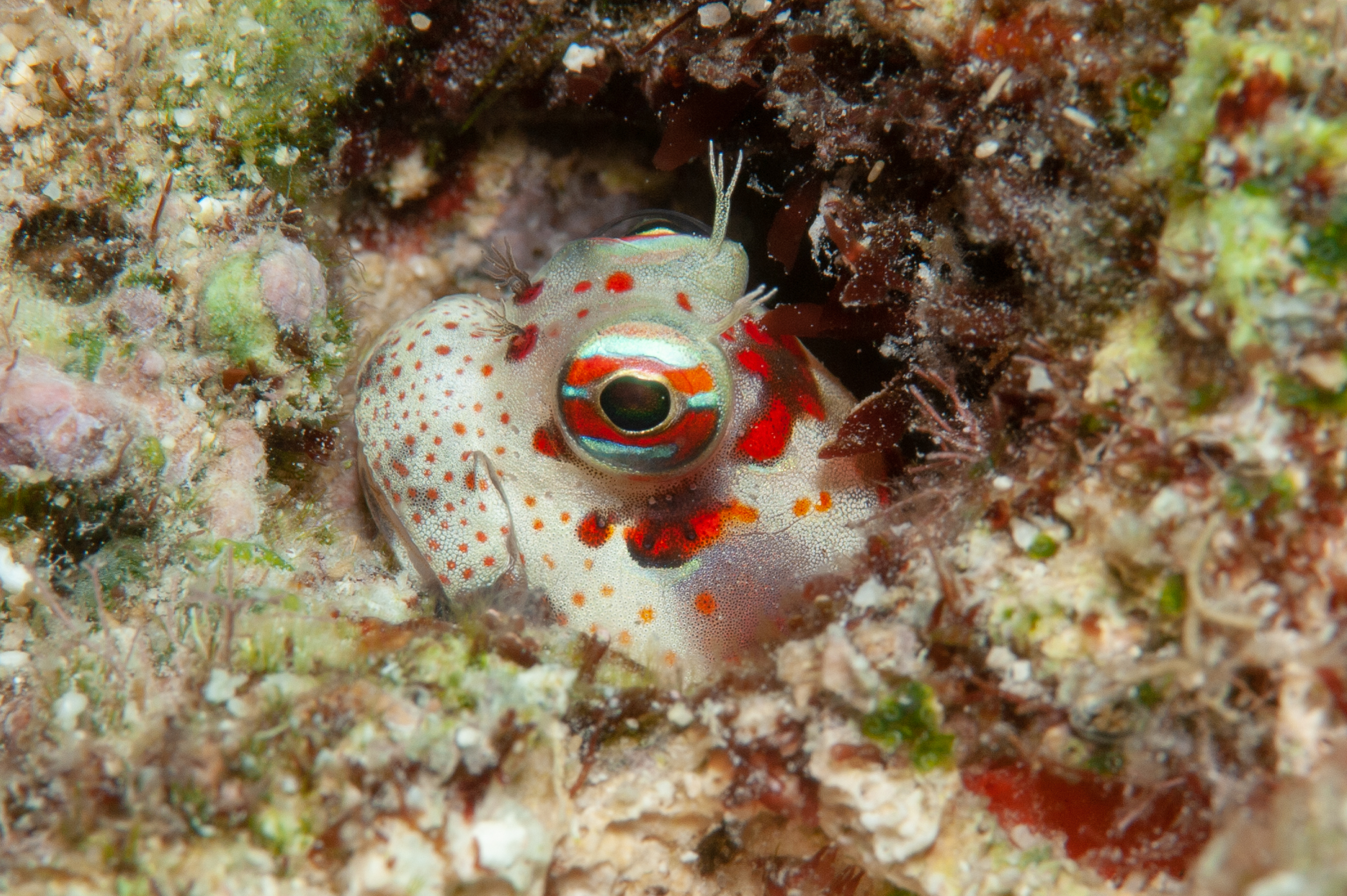 Redspotted blenny - Blenniella chrysospilos, The Arch, Father's Reefs