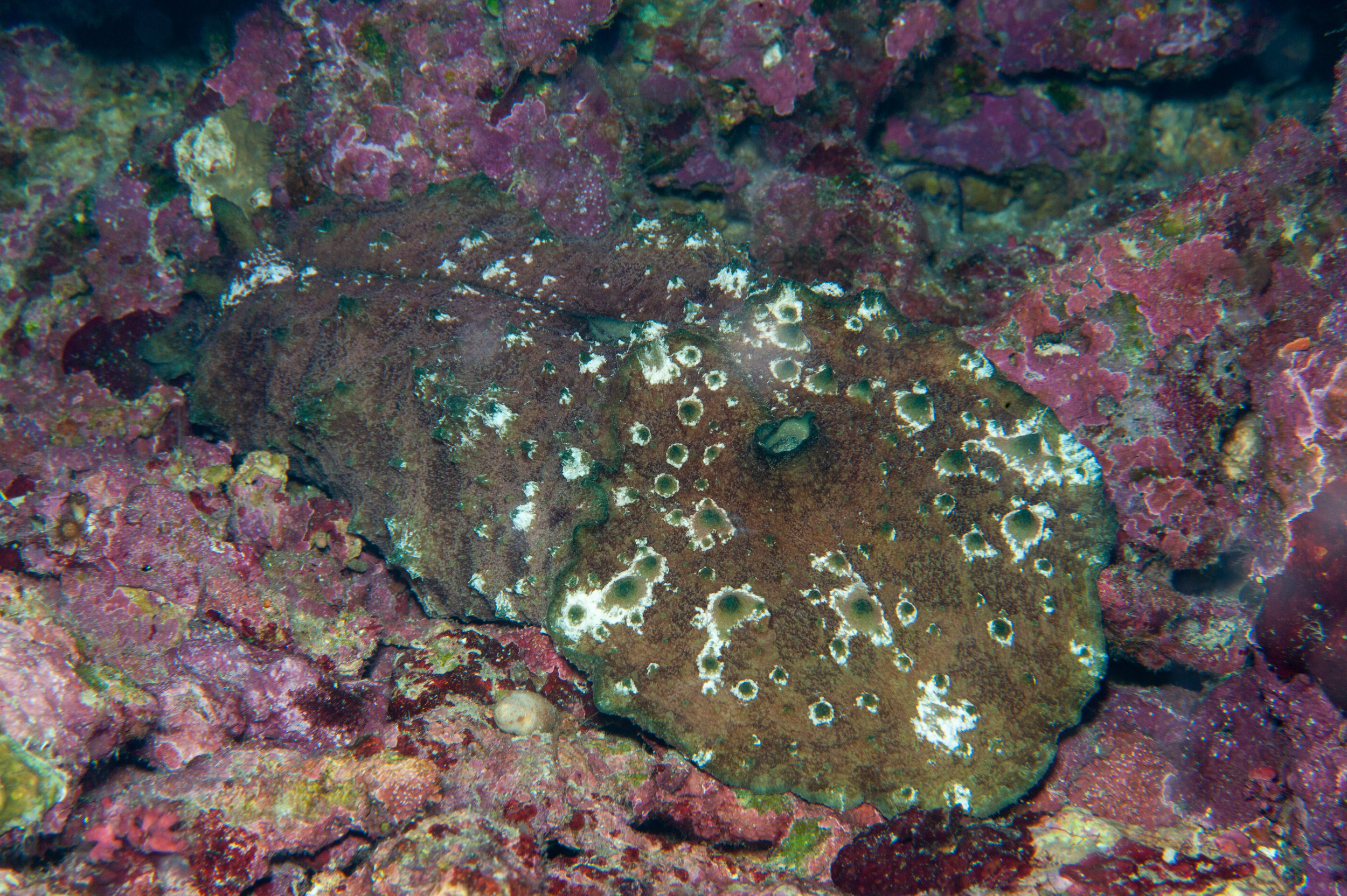 Sebadoris nubilosa nudibranch (large), Jackie's Knob, Father's Reefs,