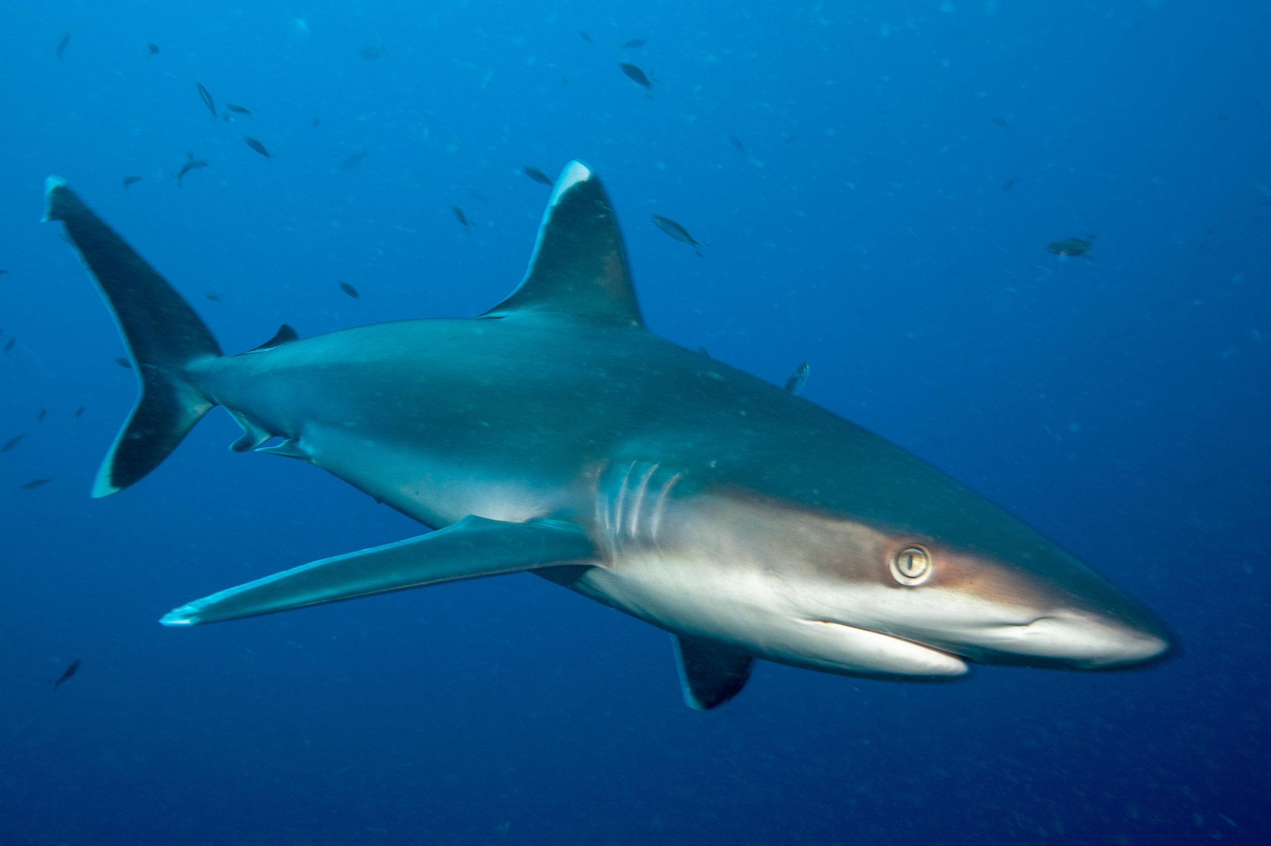 Silvertip shark - Carcharhinus albimarginatus, Norman's Knob, Father's Reefs