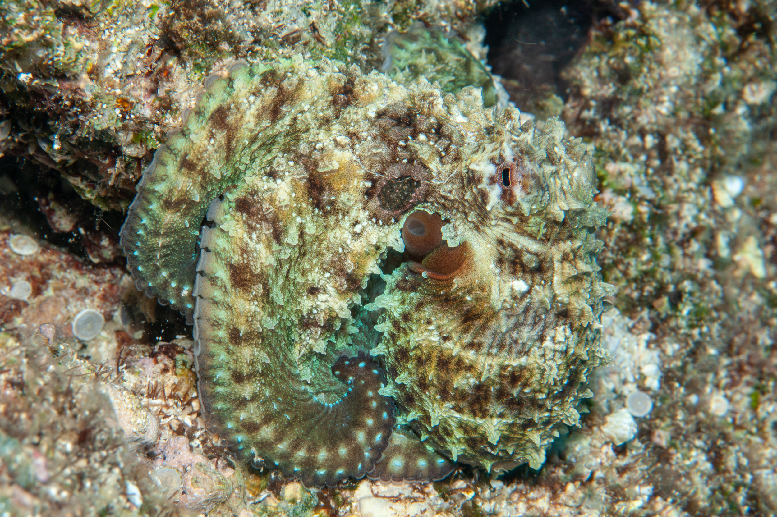 Day octopus - Octopus cyanea, The Arch, Father's Reefs