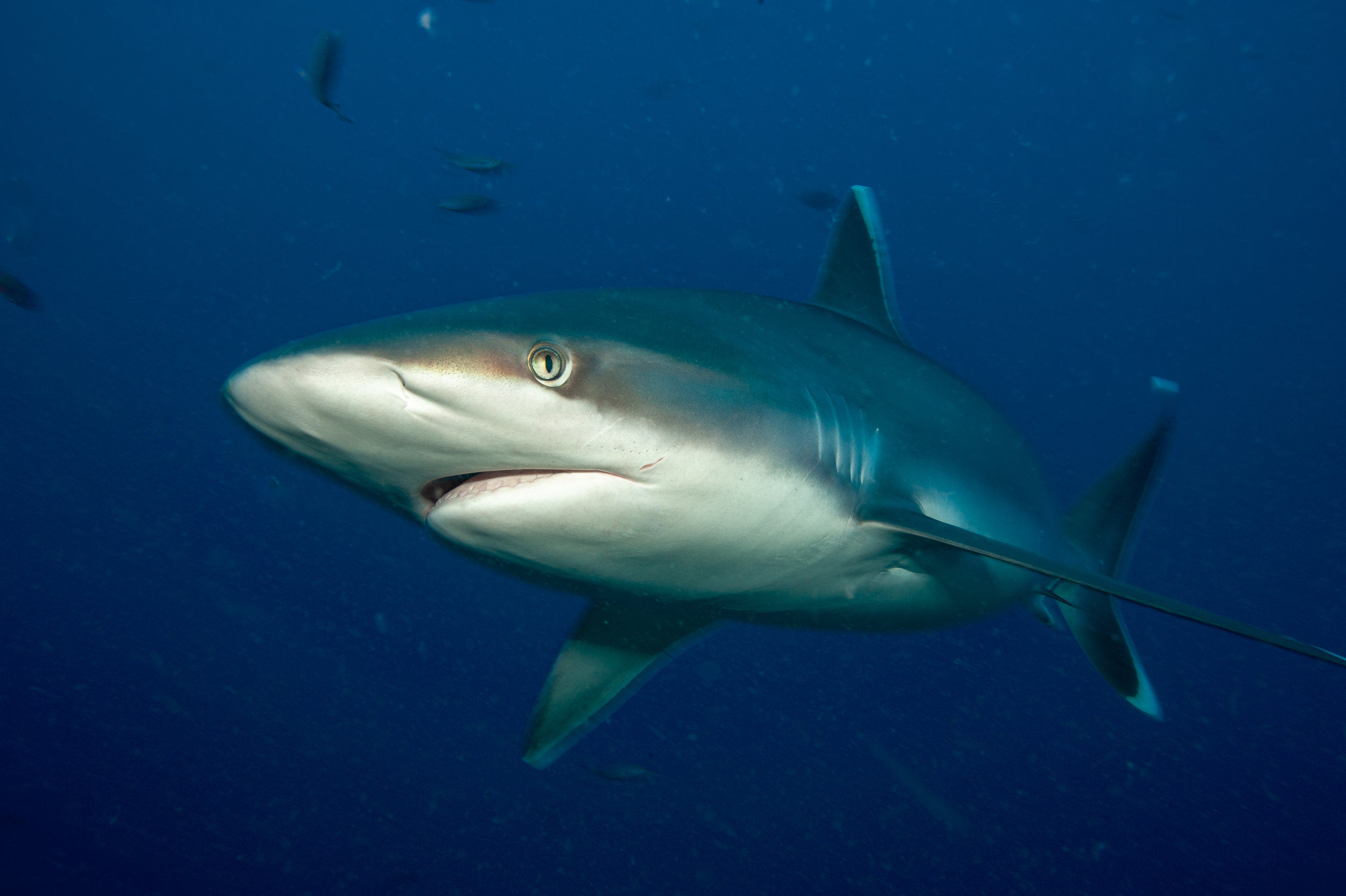 Silvertip shark - Carcharhinus albimarginatus, Norman's Knob, Father's Reefs