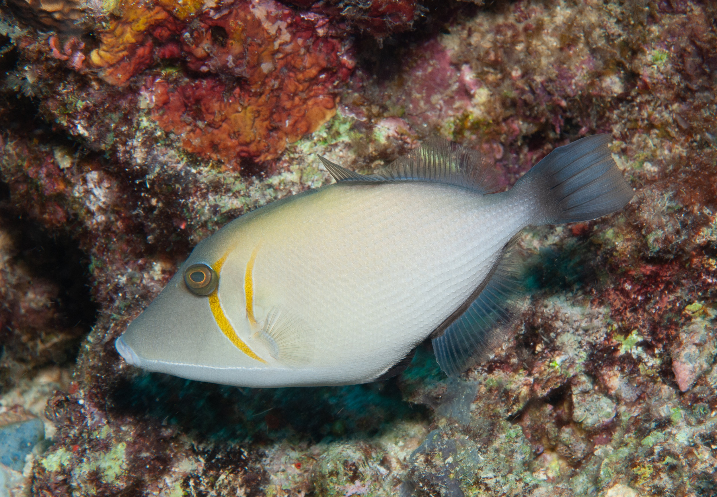 Scythe triggerfish - Sufflamen bursa, Leslie's Knob, Father's Reefs