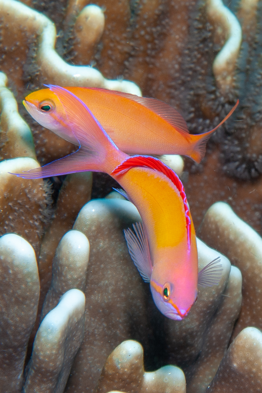 Redfin anthias - Pseudanthias dispar, Leslie's Knob, Father's Reefs