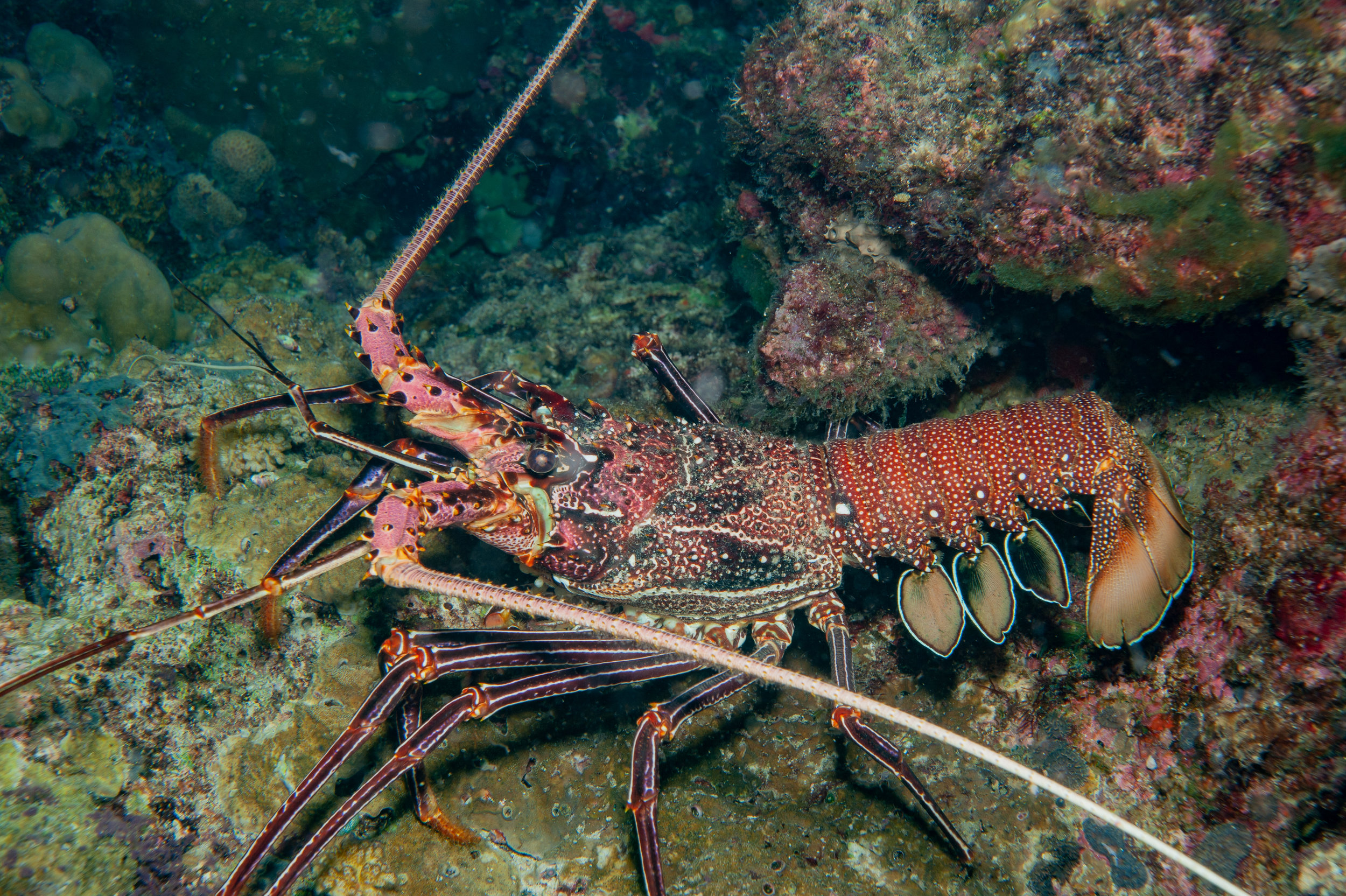 Painted rock lobster - Panulirus versicolor, Leslie's Knob, Father's Reefs