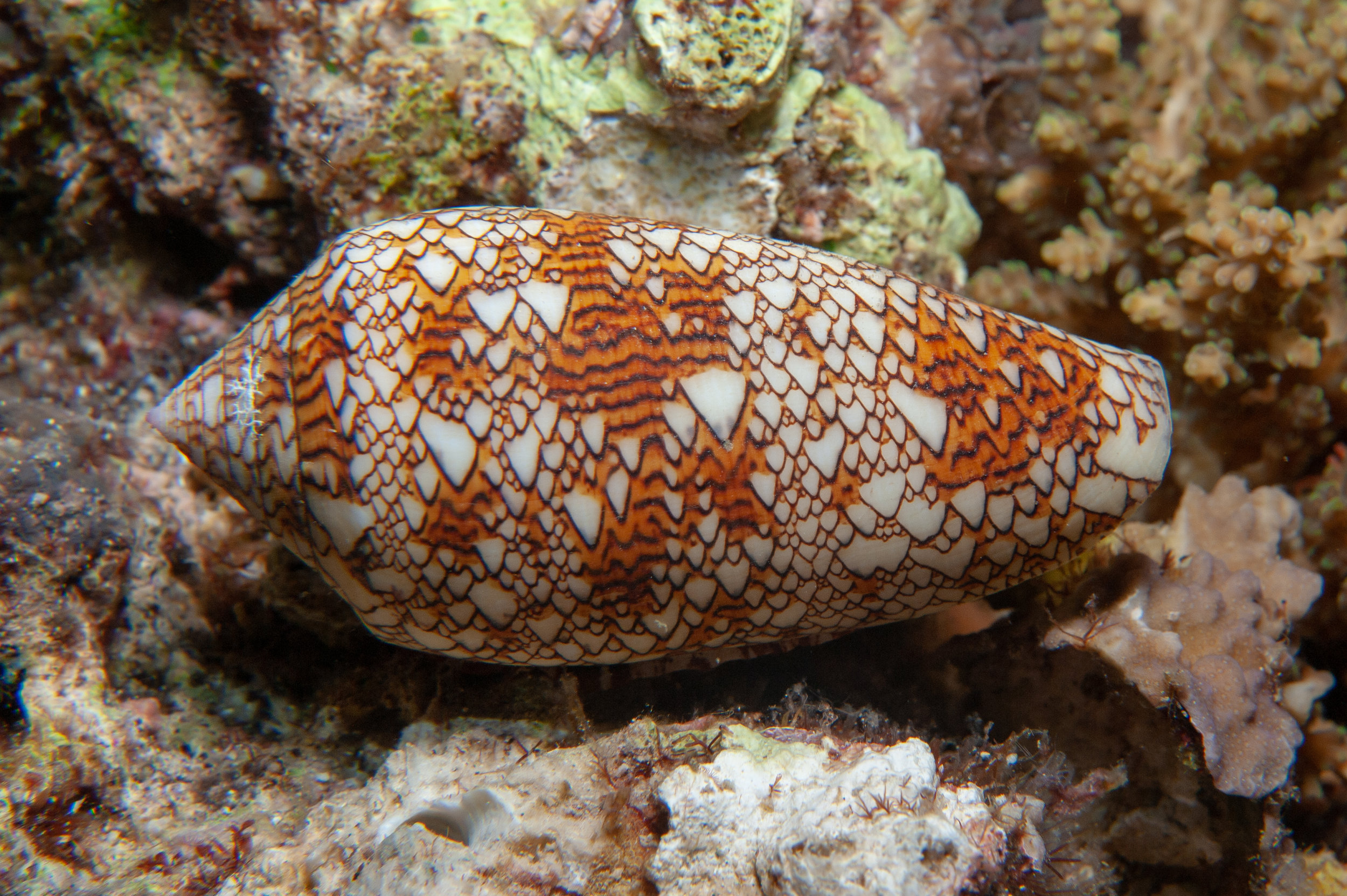 Textile cone shell - Conus textile, Leslie's Knob, Father's Reefs