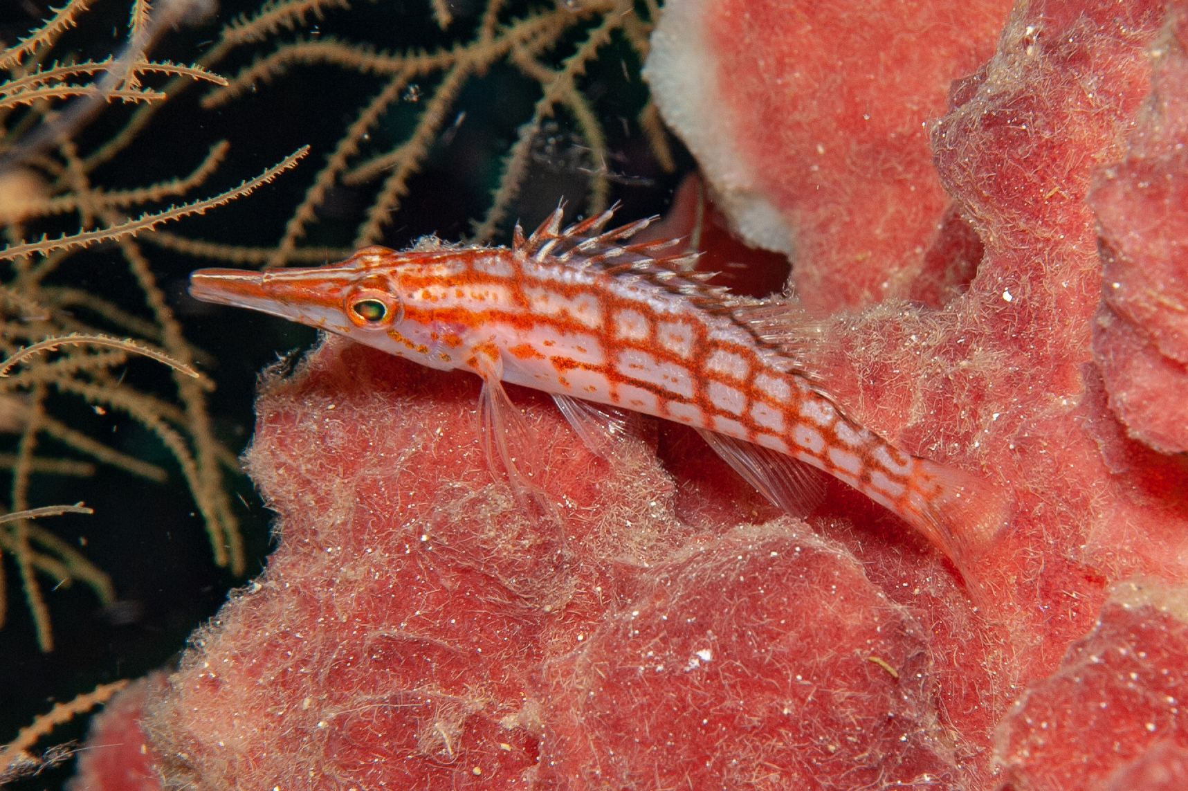 Longnose hawkfish - Oxycirrhites typus, Jayne's Gully, Father's Reefs