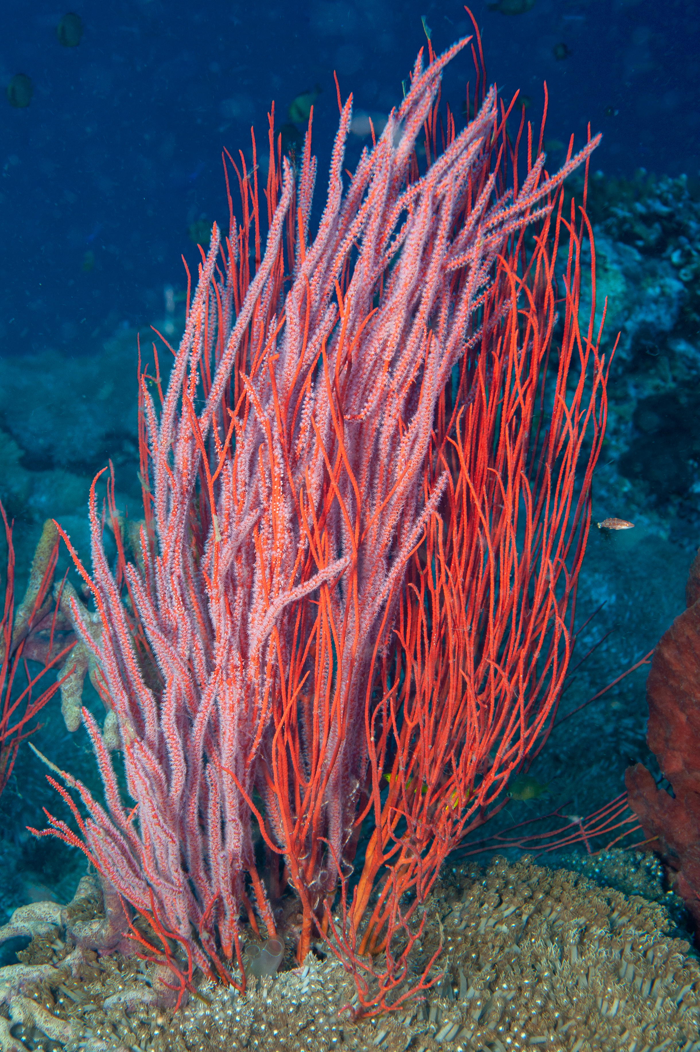 Red whip coral - Ellisella ceratophyta, Jayne's Gully, Father's Reefs
