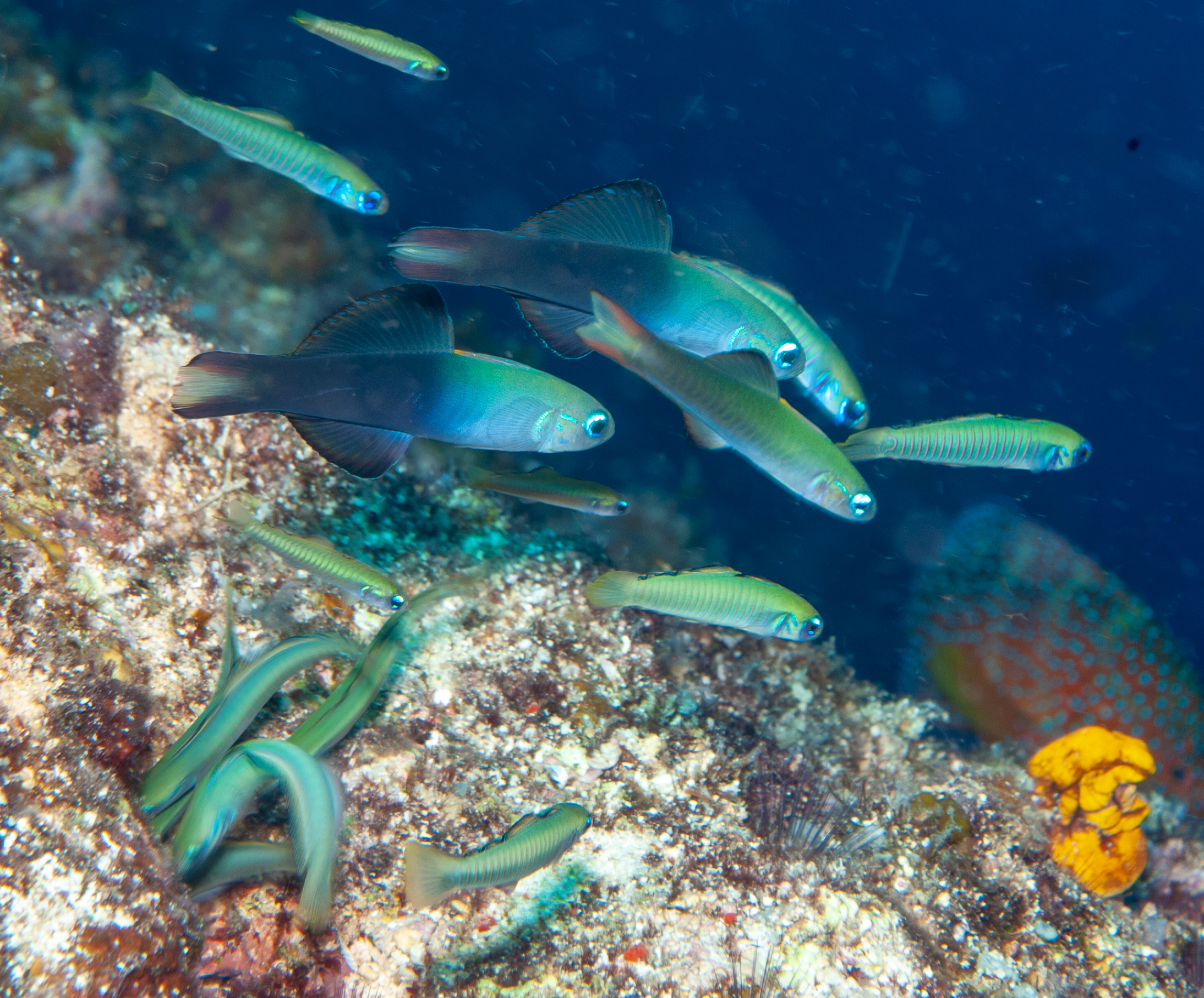 Twotone dartfish - Ptereleotris evides (adult & juvenile), Jayne's Gully, Father's Reefs