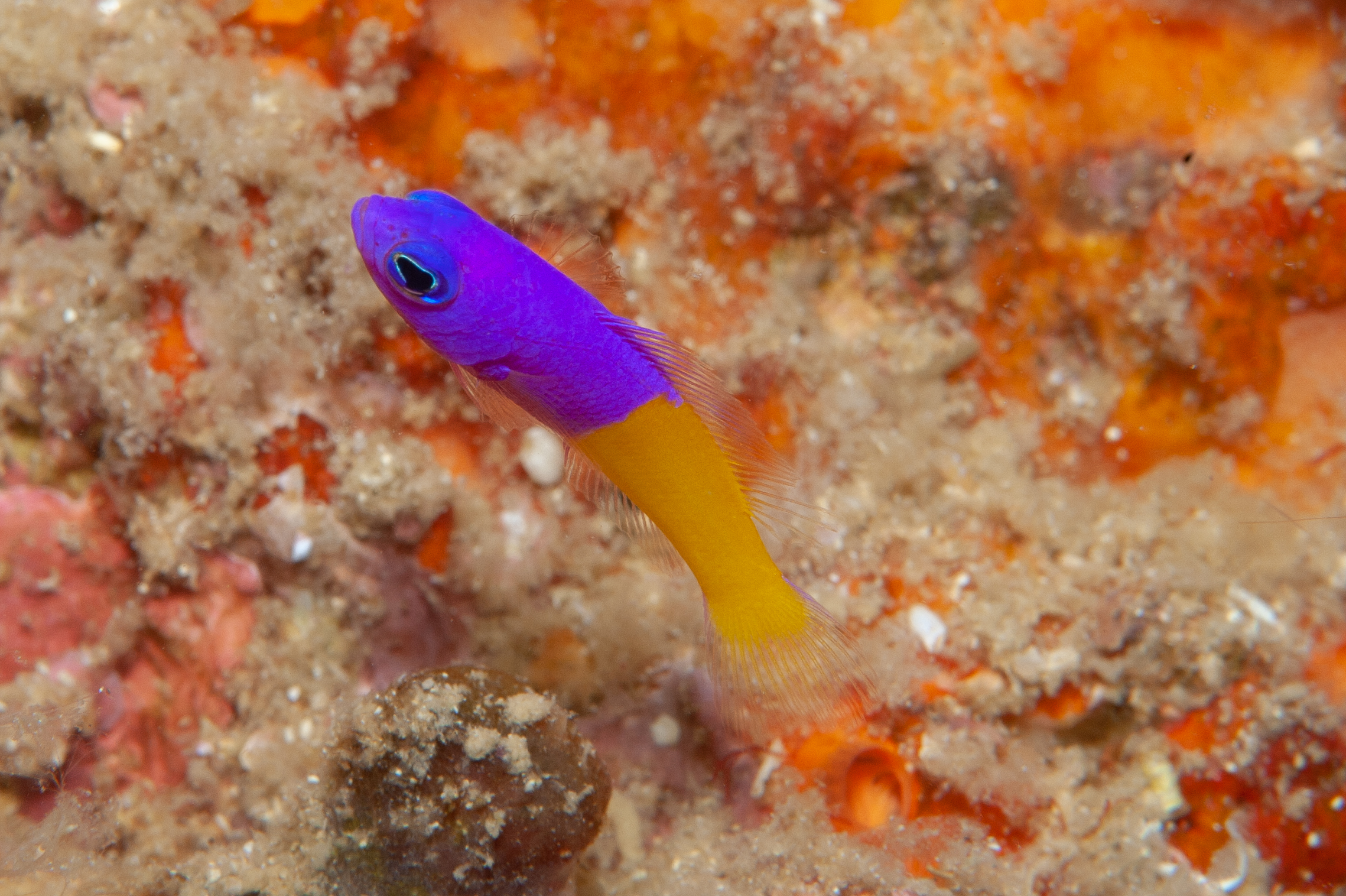 Royal dottyback - Pictichromis paccagnellae, Restorf, Kimbe Bay