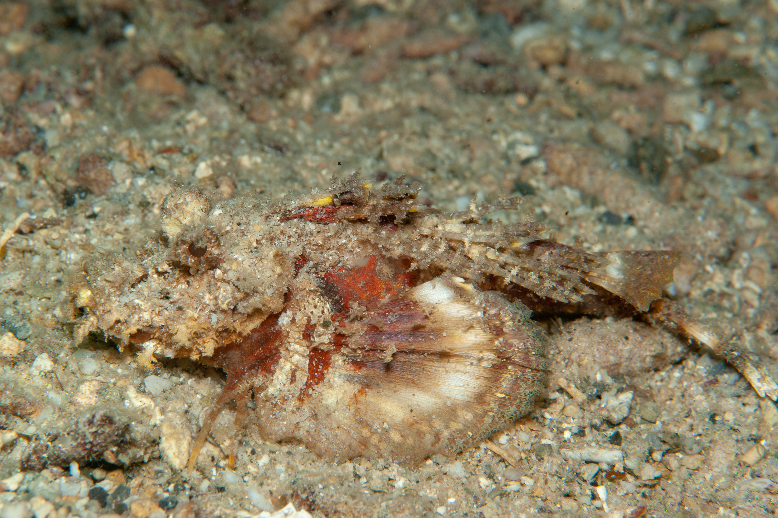 Devil scorpionfish - Scorpaenopsis diabolus, Restorf, Kimbe Bay