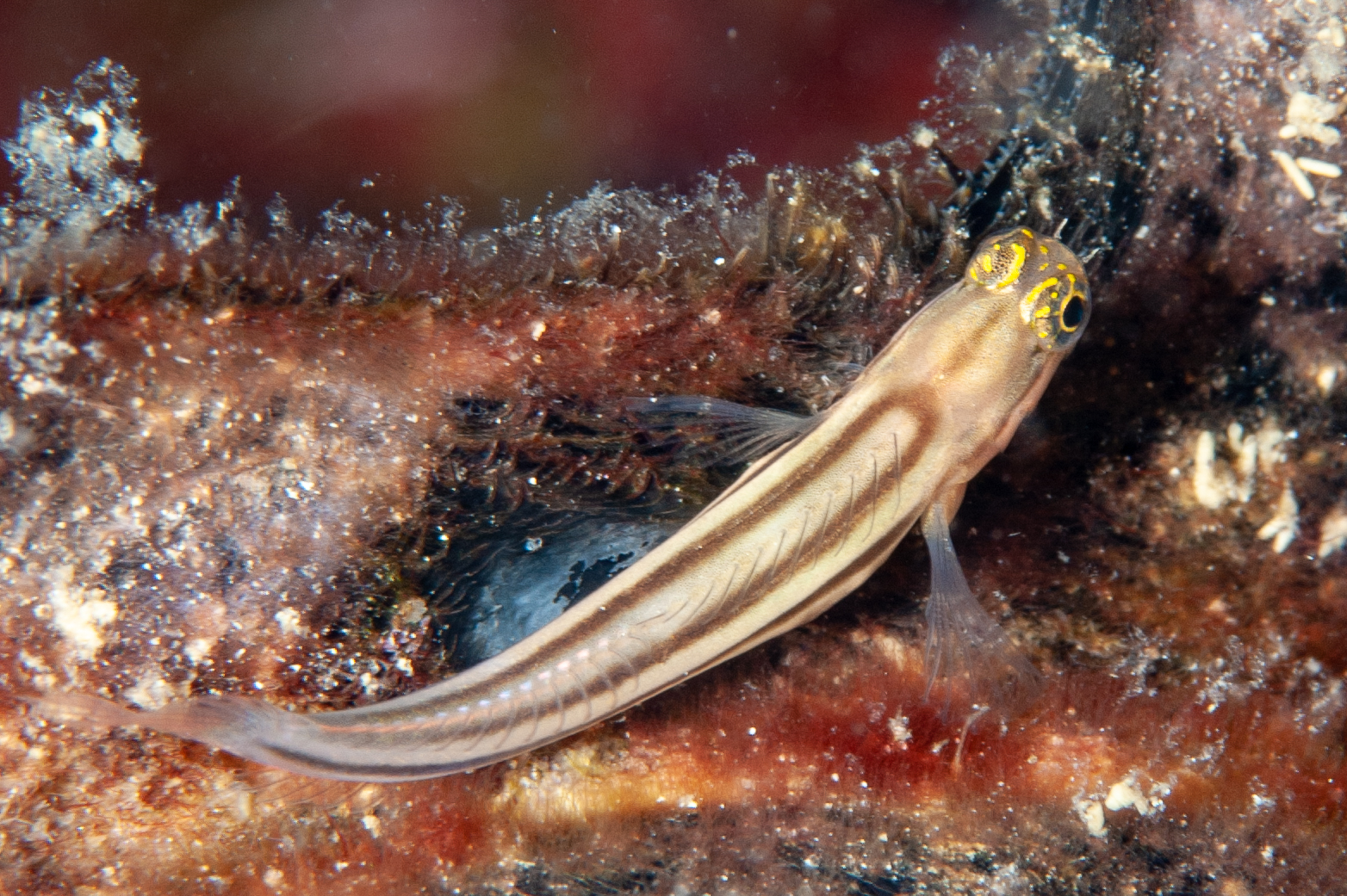 Striped coralblenny - Ecsenius prooculis, Restorf, Kimbe Bay
