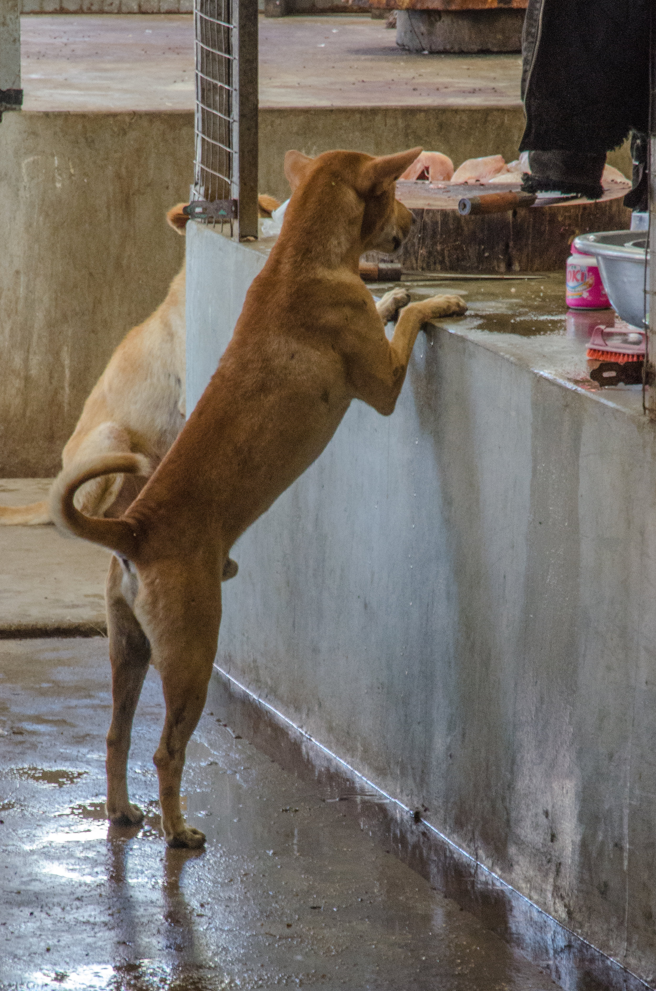 Dog in meat section, Farmer's Market, New Bagan, Myanmar