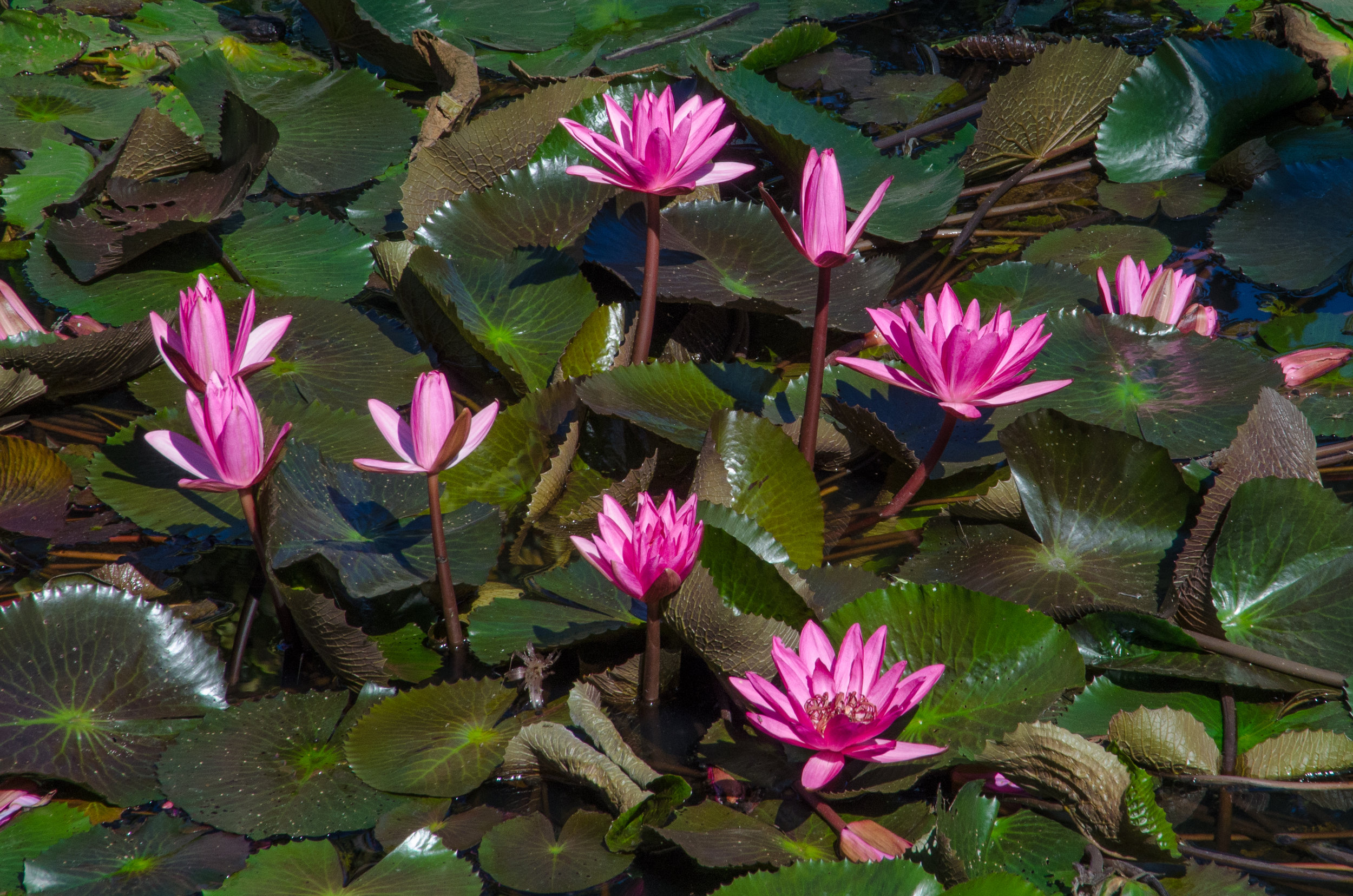 Lotus flowers, National Museum complex, Luang Prabang, Laos