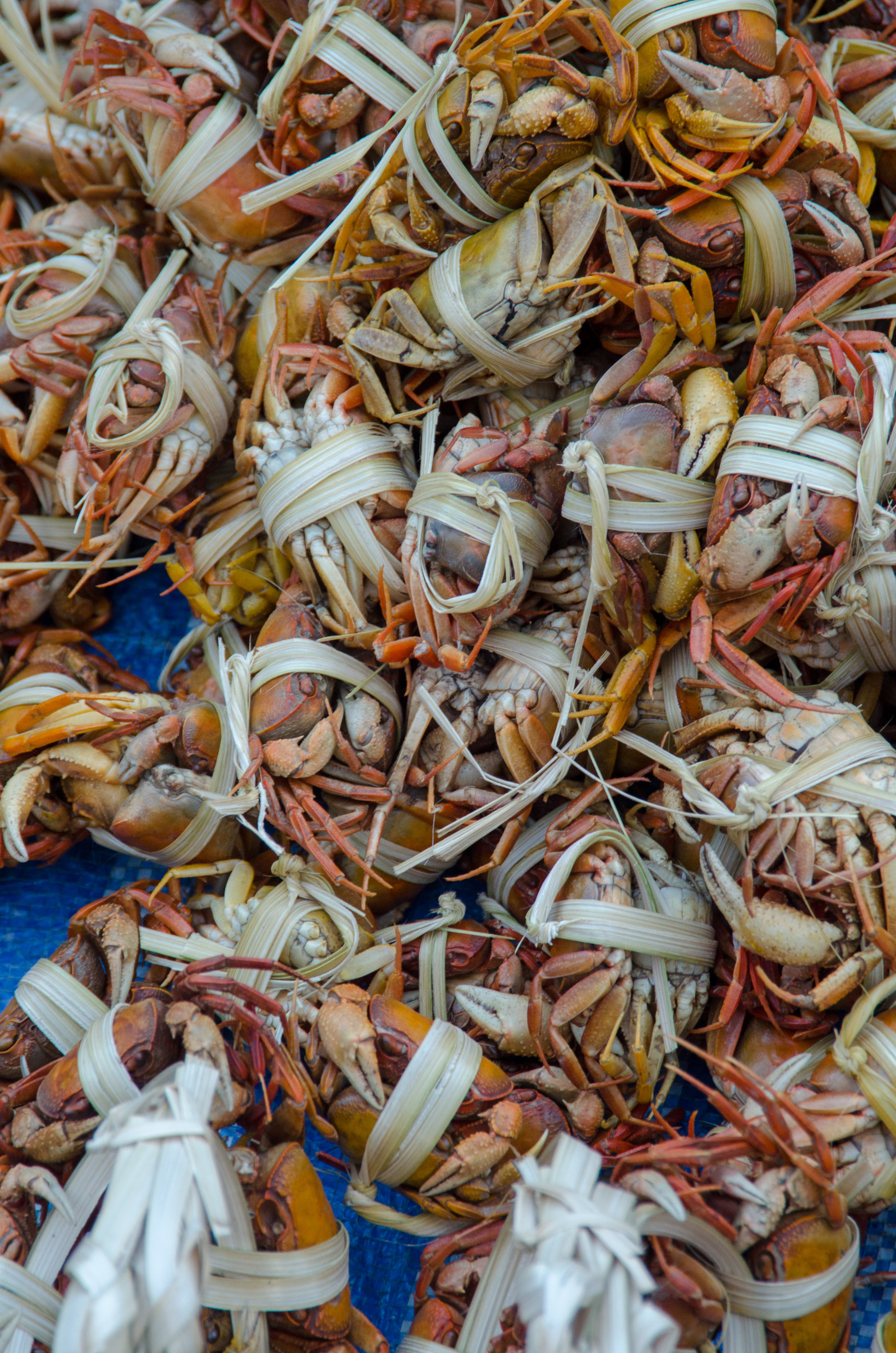 Crabs, morning market, Luang Prabang, Laos