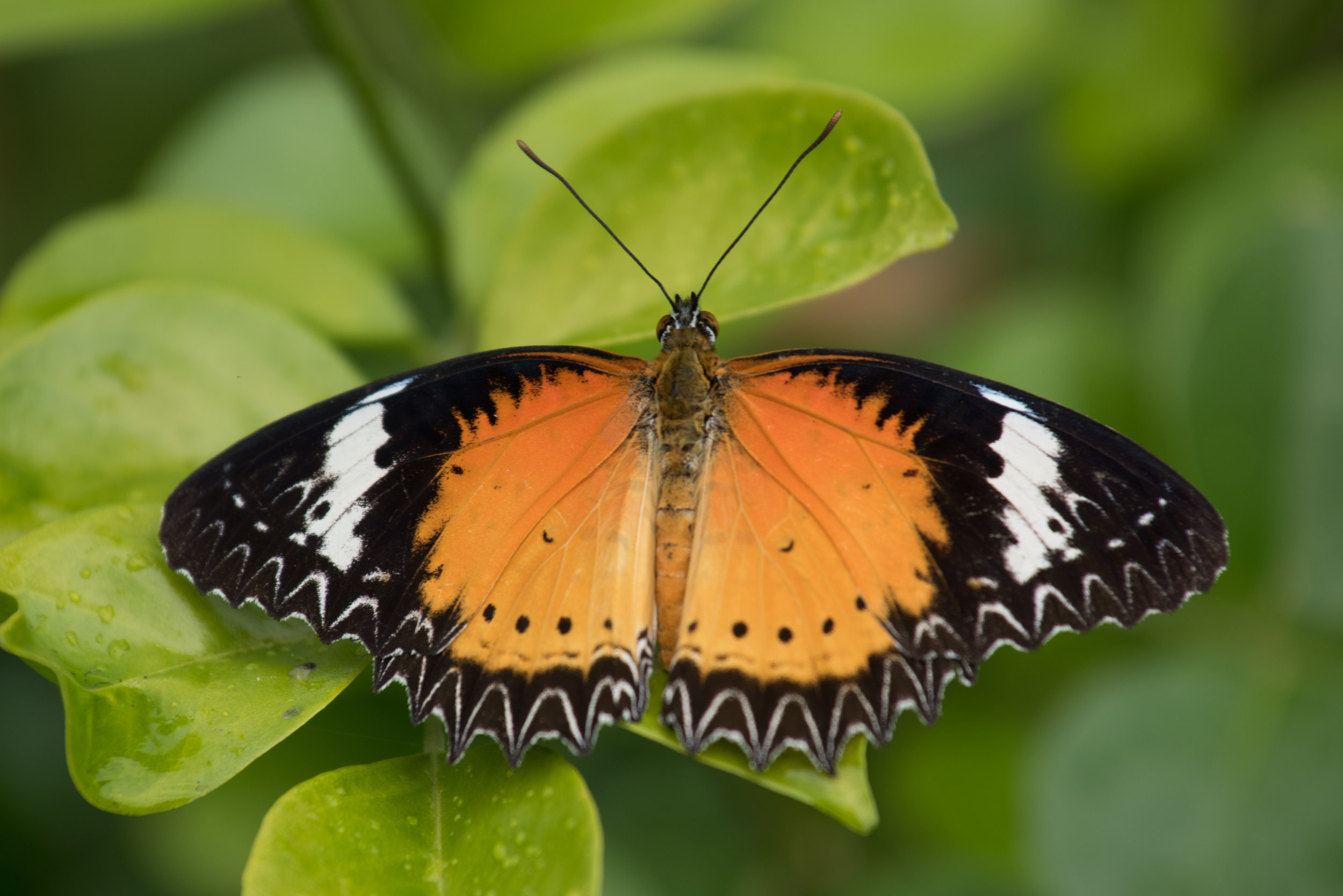 Butterfly, Samkar, Inle Lake, Myanmar