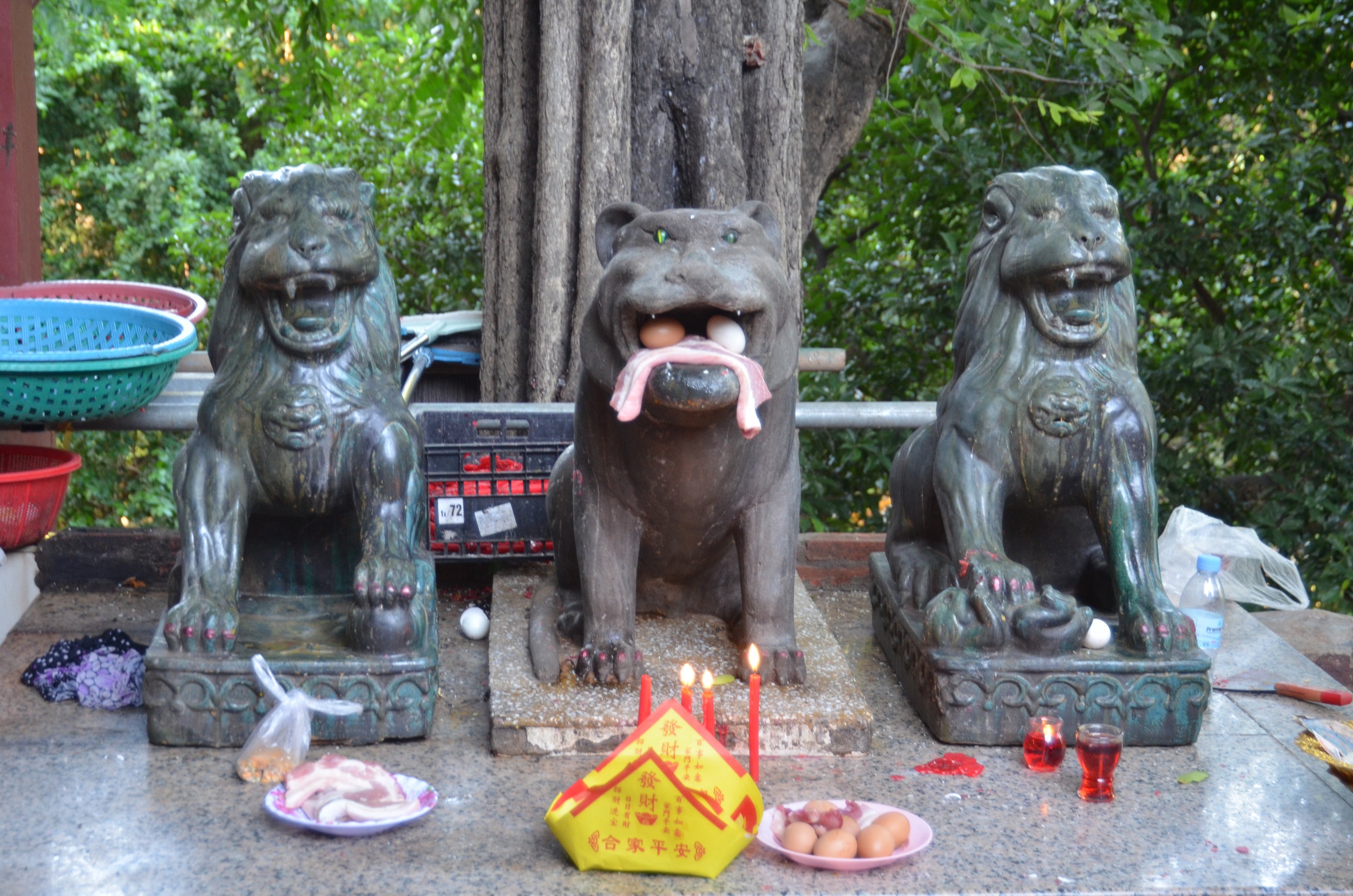 Three lions being fed duck eggs & bacon, Wat Phnom, Phnom Penh, Cambodia