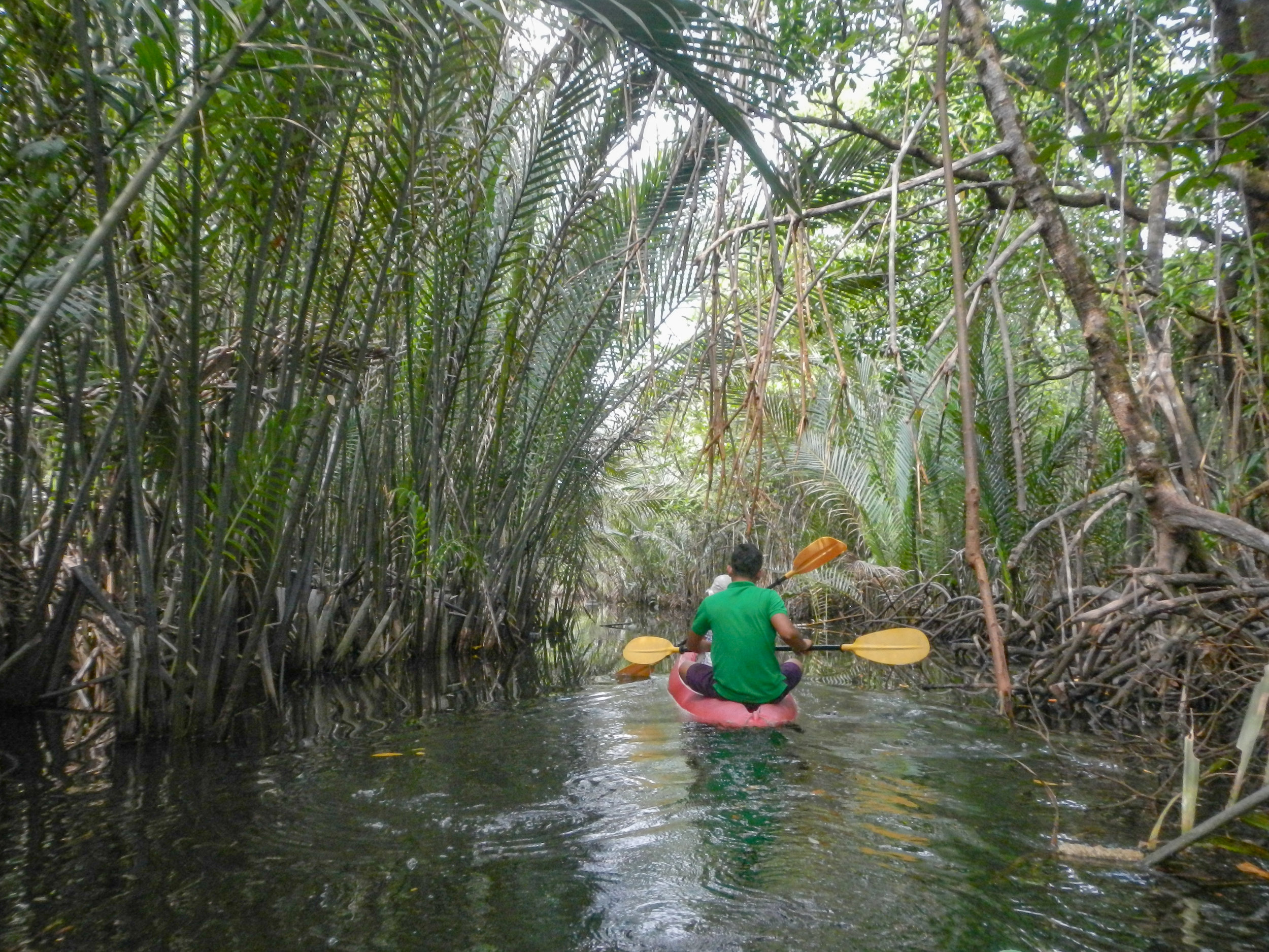 Kayaking, Mangrove tour from Four Rivers Floating Lodge, Cardamom Mountains, Cambodia