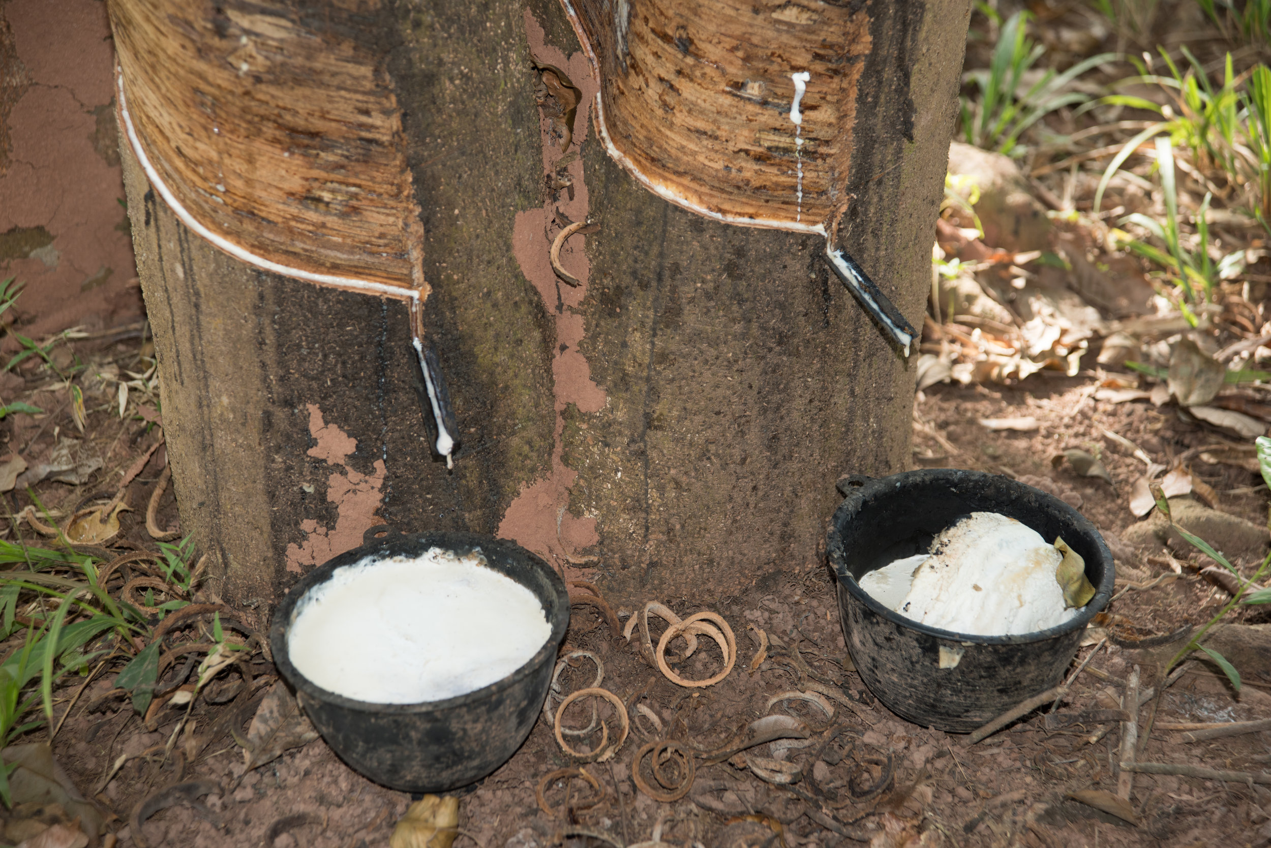 Extracting latex from rubber tree, Laos