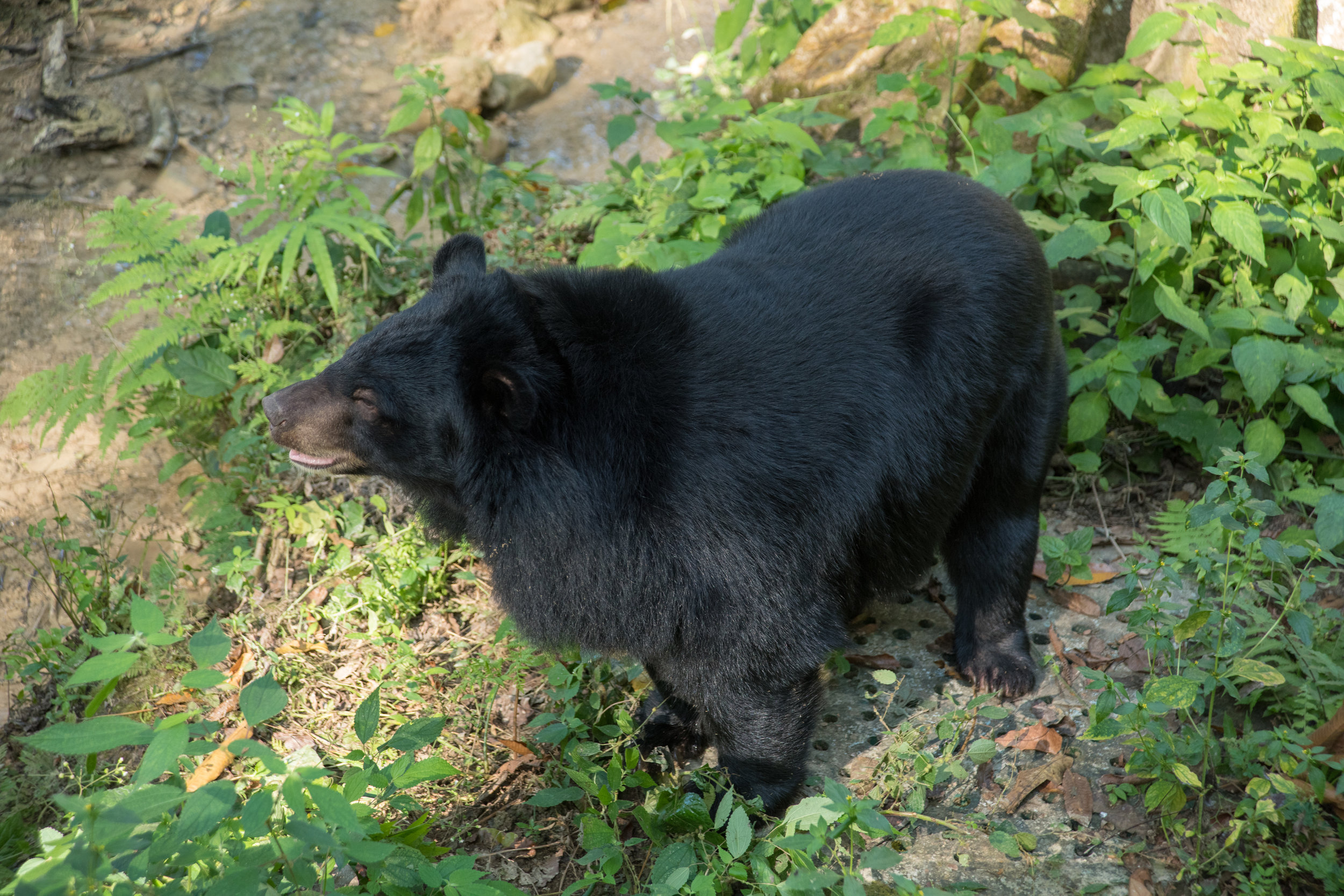 Asiatic Black (Moon) bear, Tat Kouang Si Bear Rescue Centre, Luang Prabang, Laos