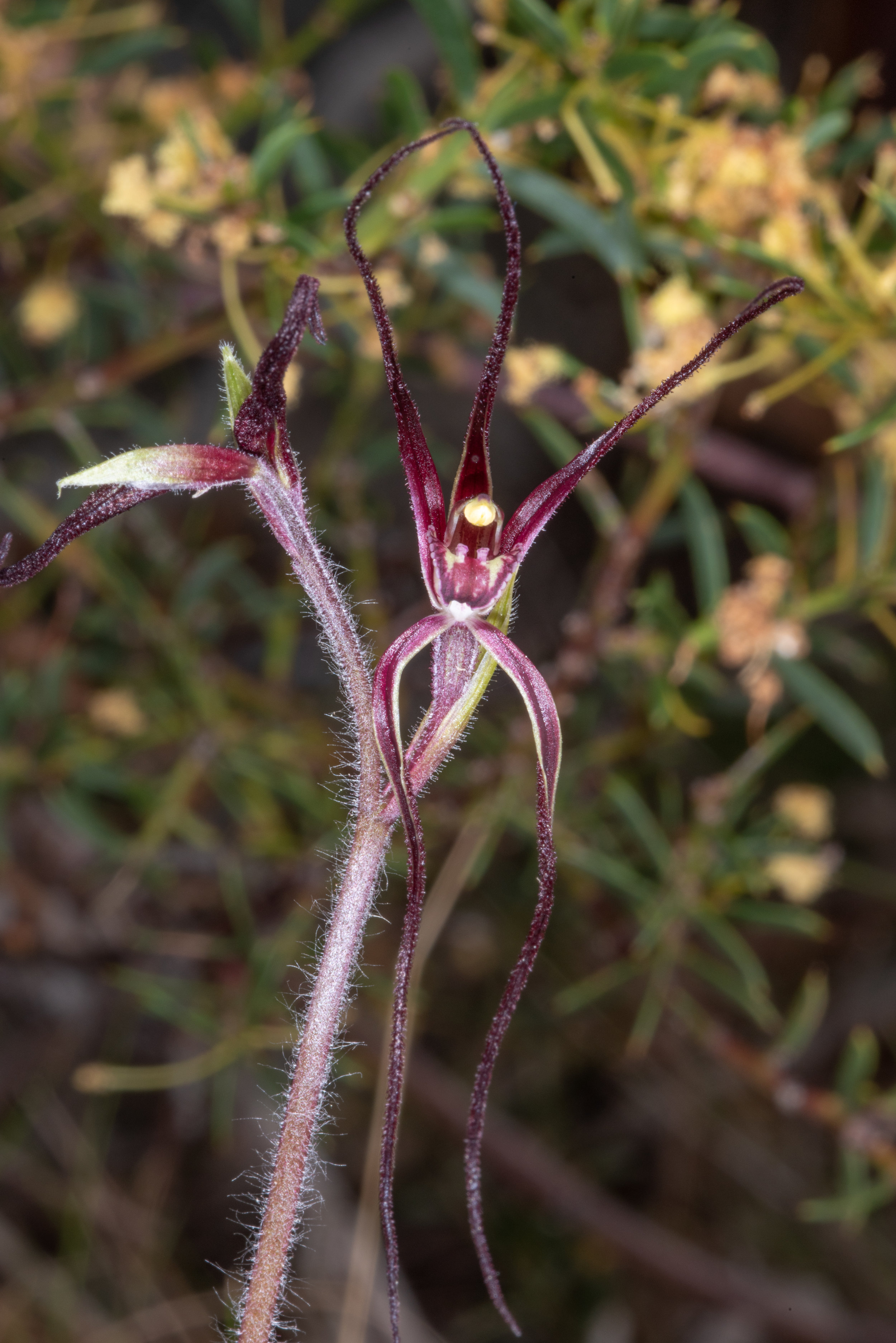  Caladenia filamentosa 