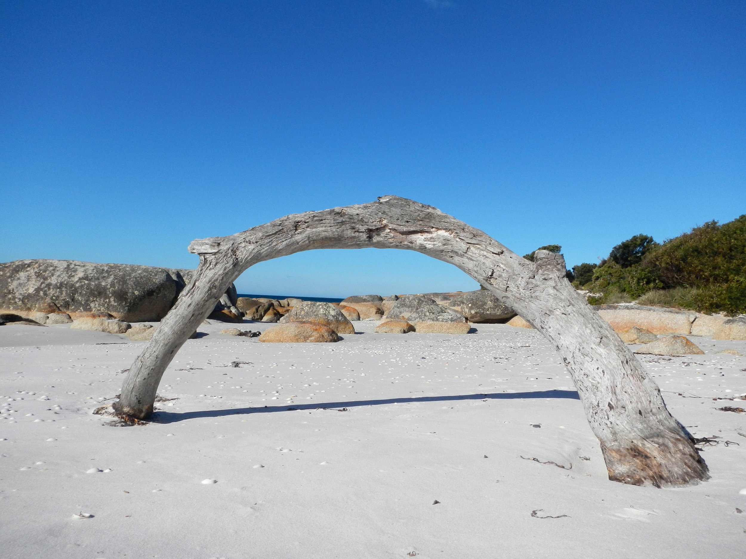 Driftwood, Bay of Fires