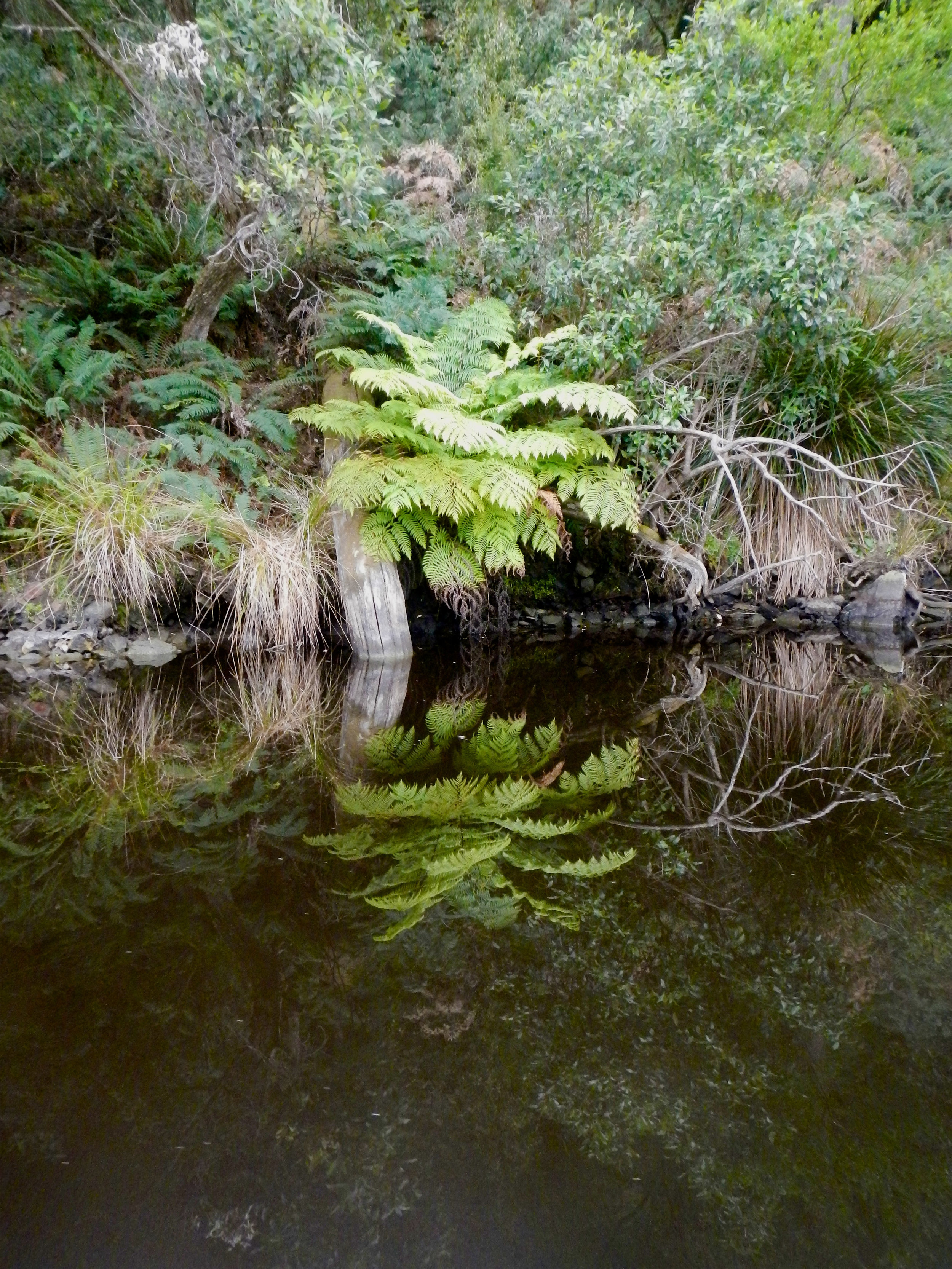 Reflections on Anson's River