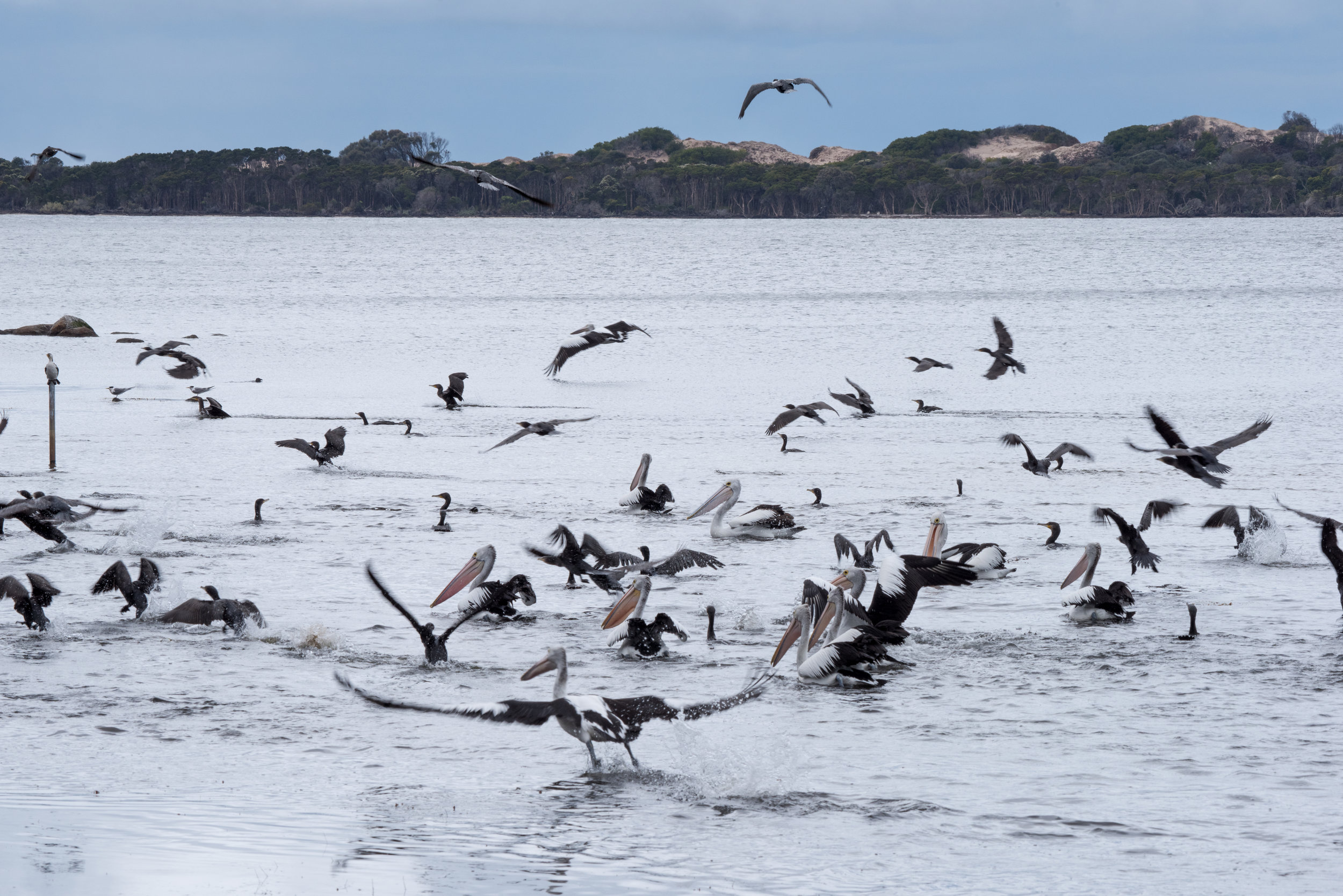 Pelicans &amp; cormorants feeding frenzy, Anson's Bay