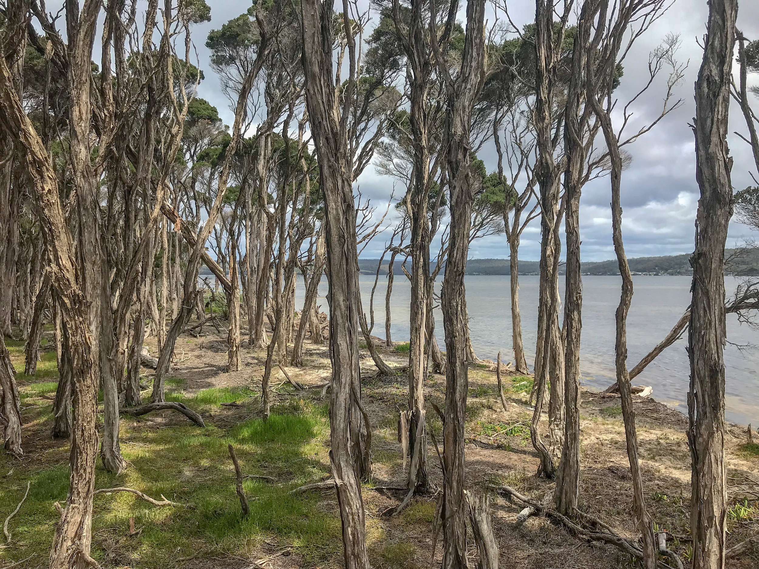 Coast paperbark (Melaleuca ericifolia) swamp forest, Anson's Bay
