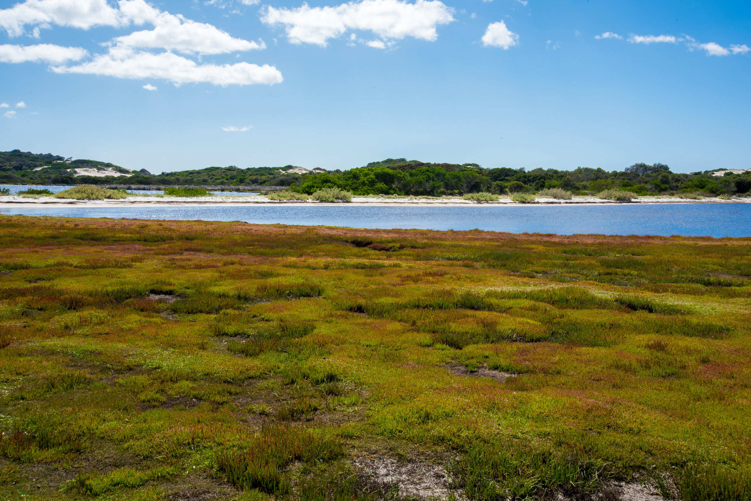 Roundleaf pigface (Disphyma crassifolium) on salt marsh at entrance to Shark Bay