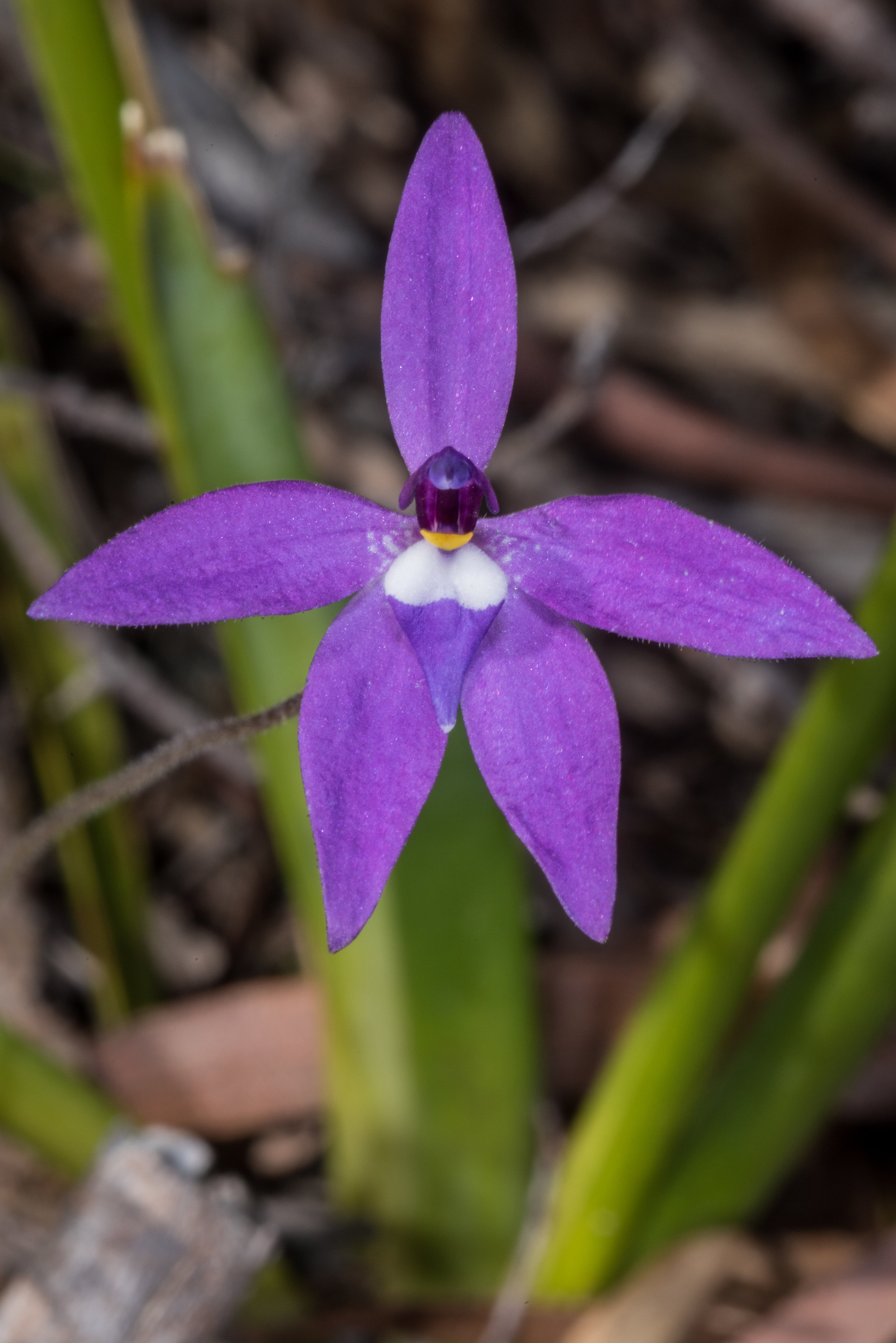Wax-lip orchid (Glossodia major)