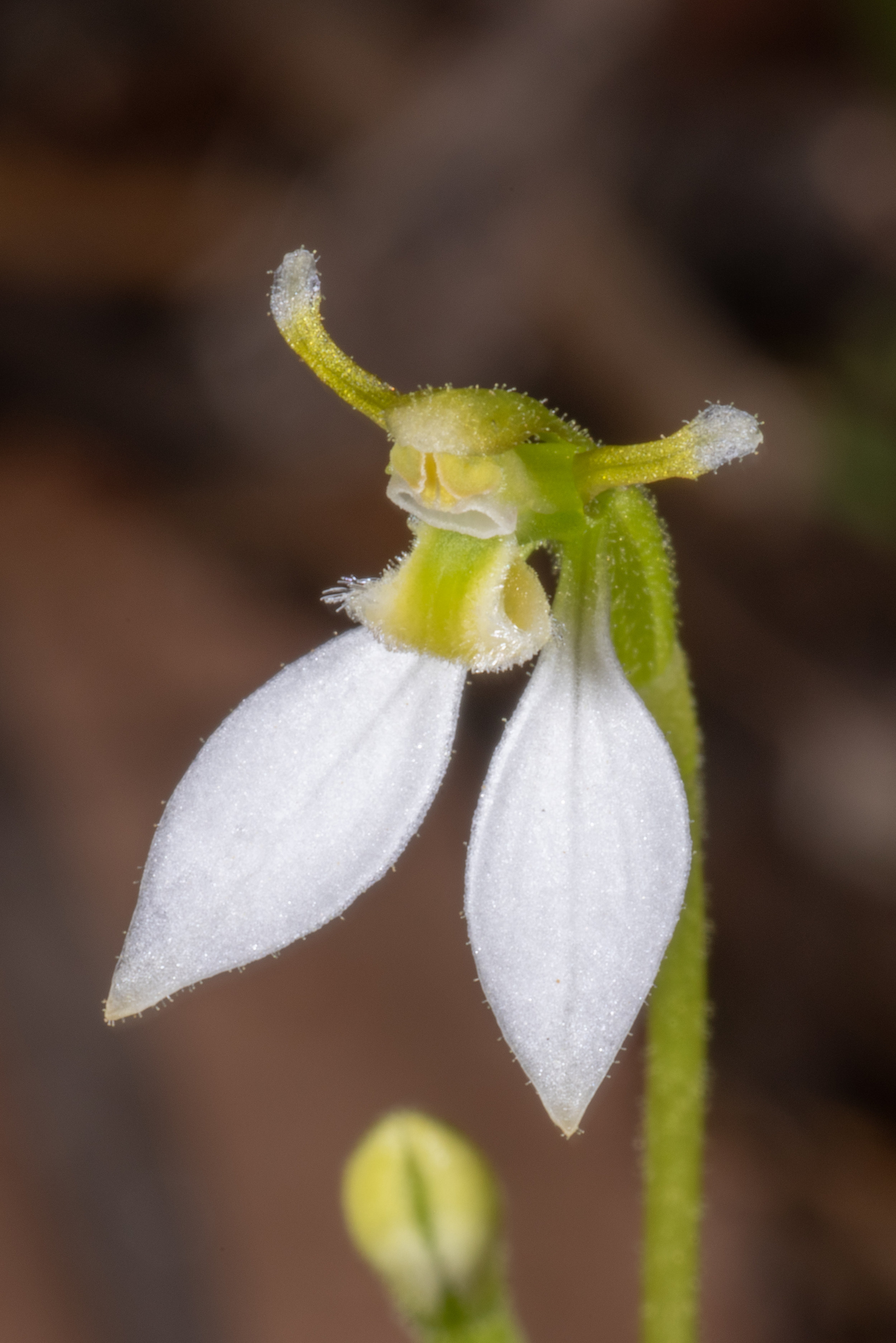  Eriochilus cucullatus 