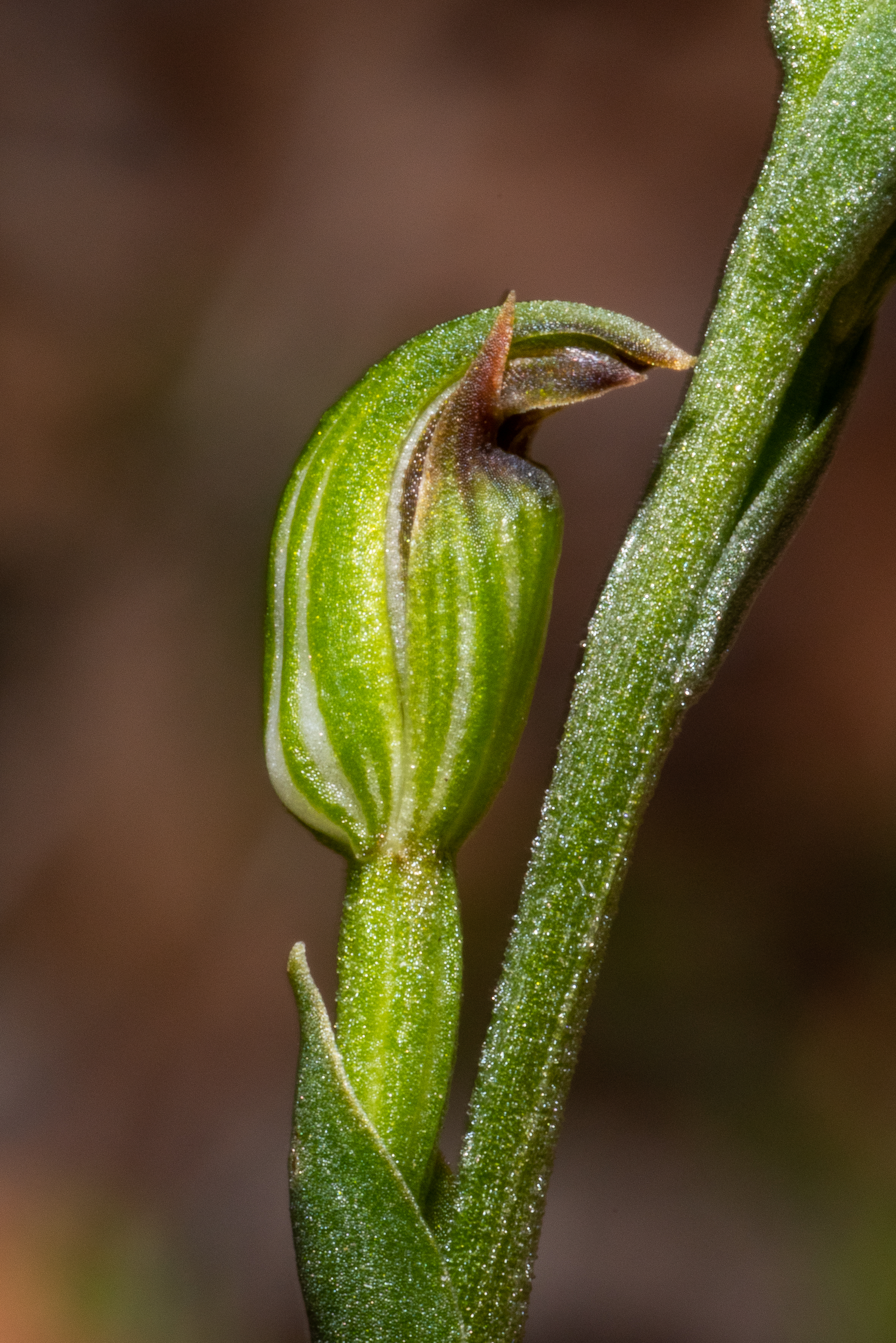  Pterostylis atriola 