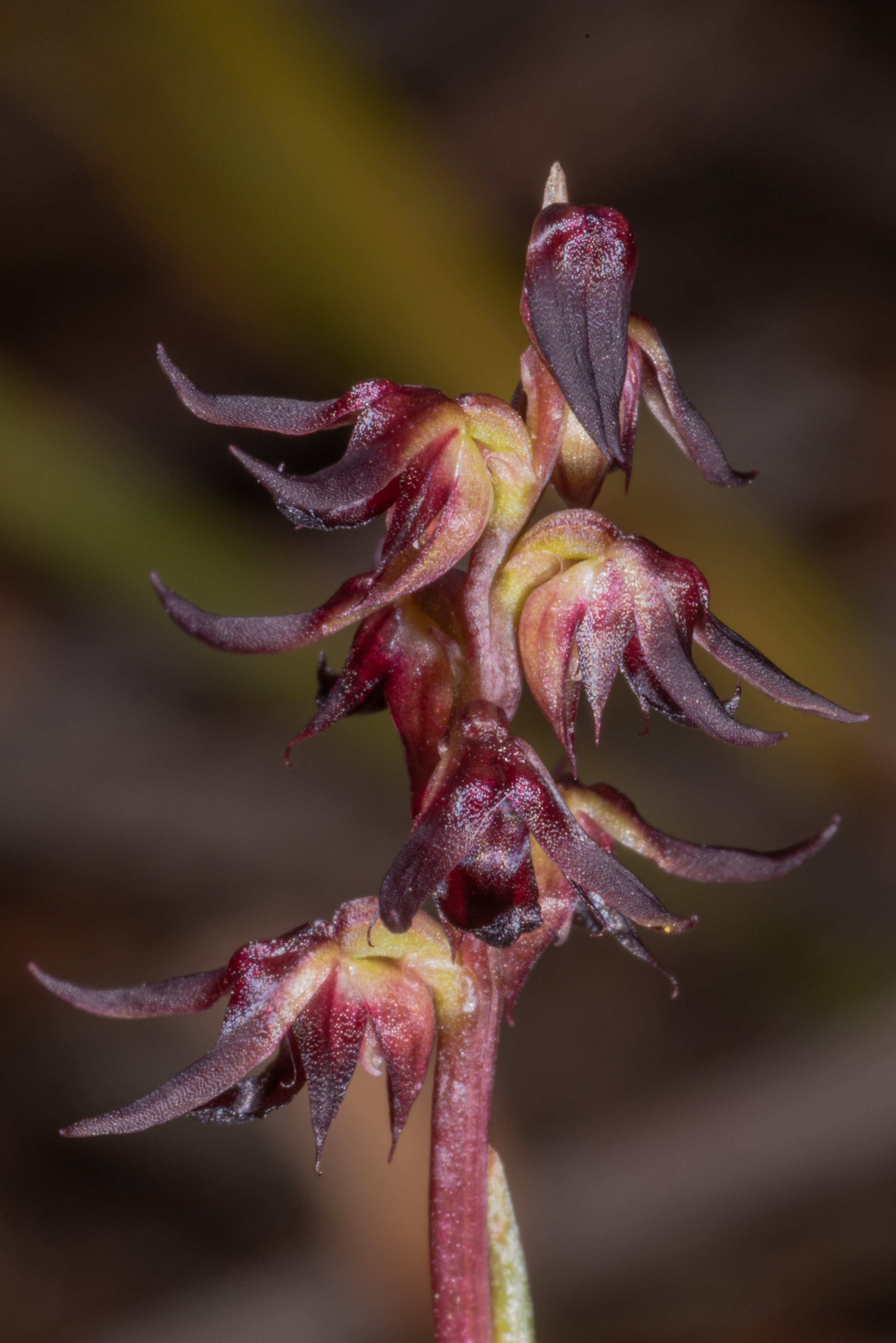  Corunastylis despectans 