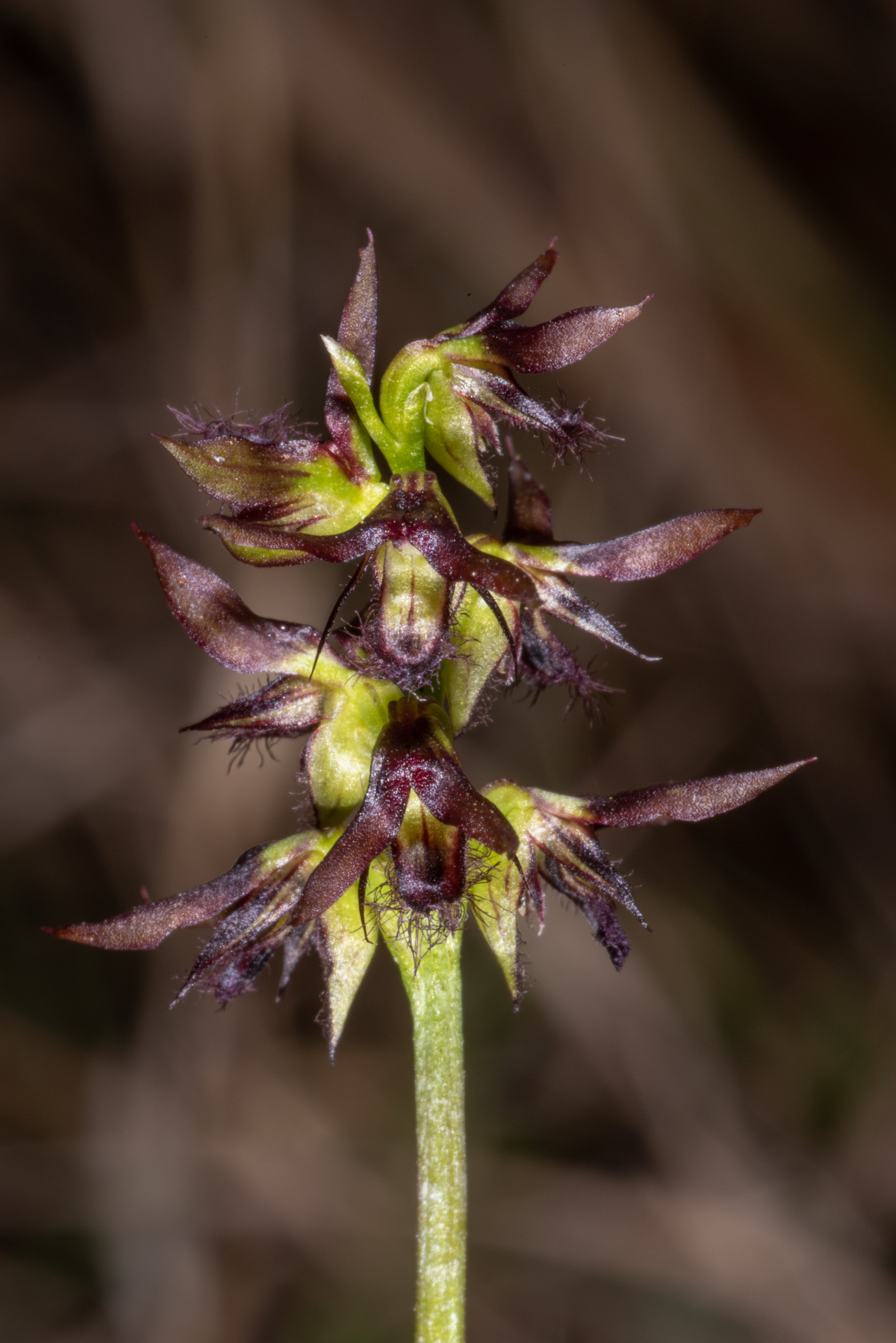  Corunastylis morrisii 