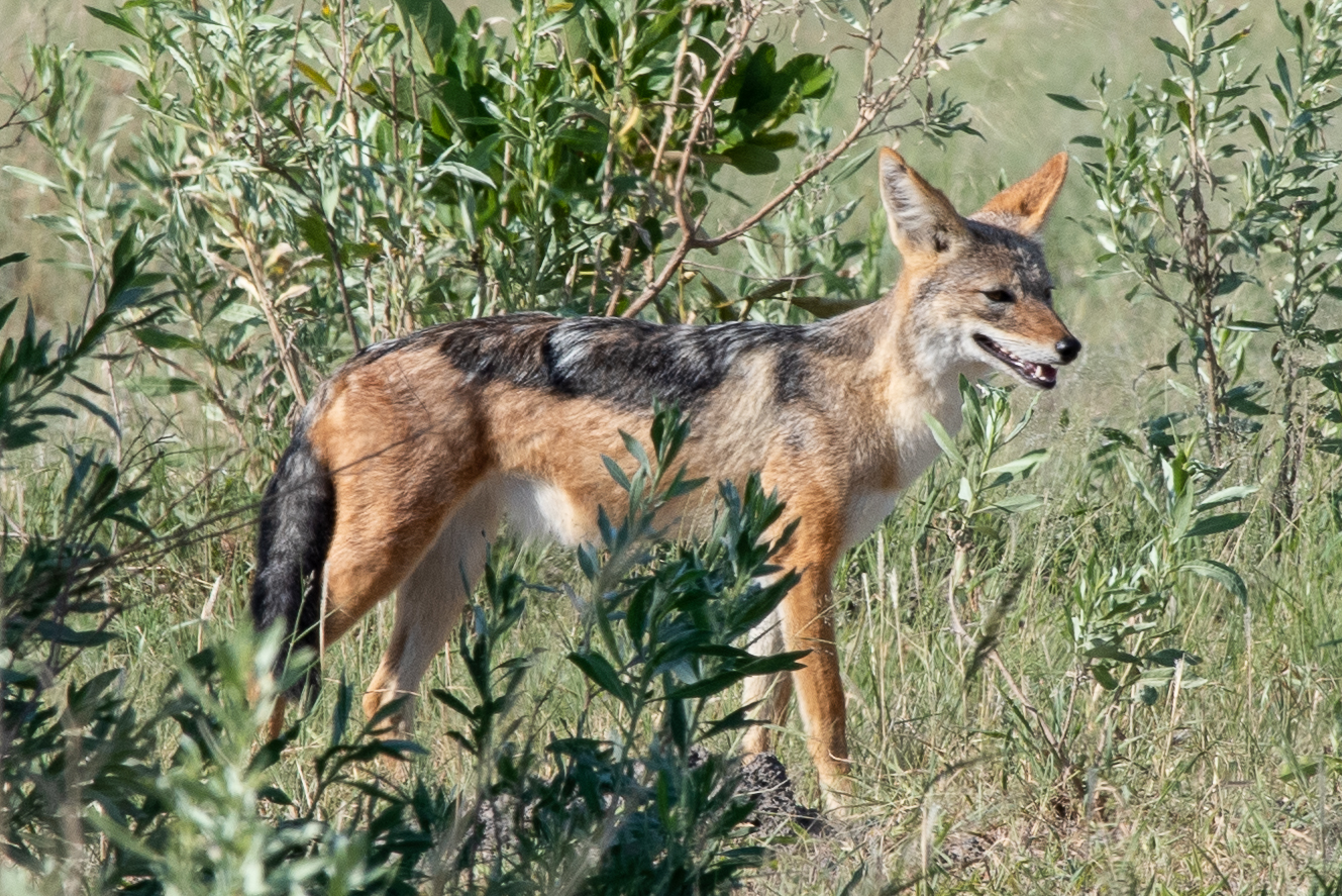 Black-backed jackal, Kwando Lagoon, Botswana