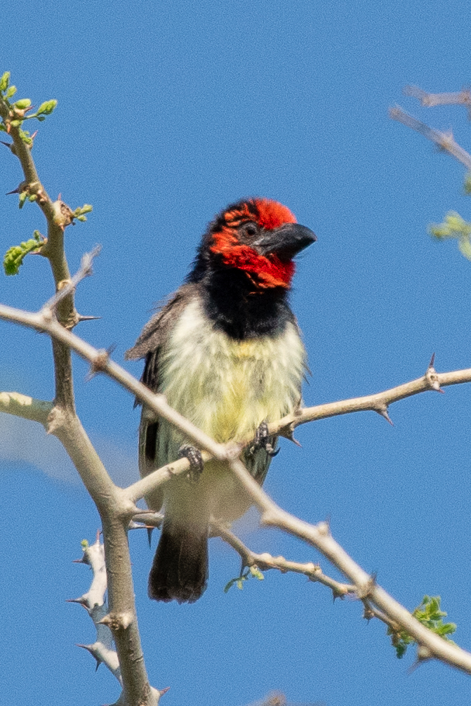 Black-collared barbet, Chobe River, Namibia