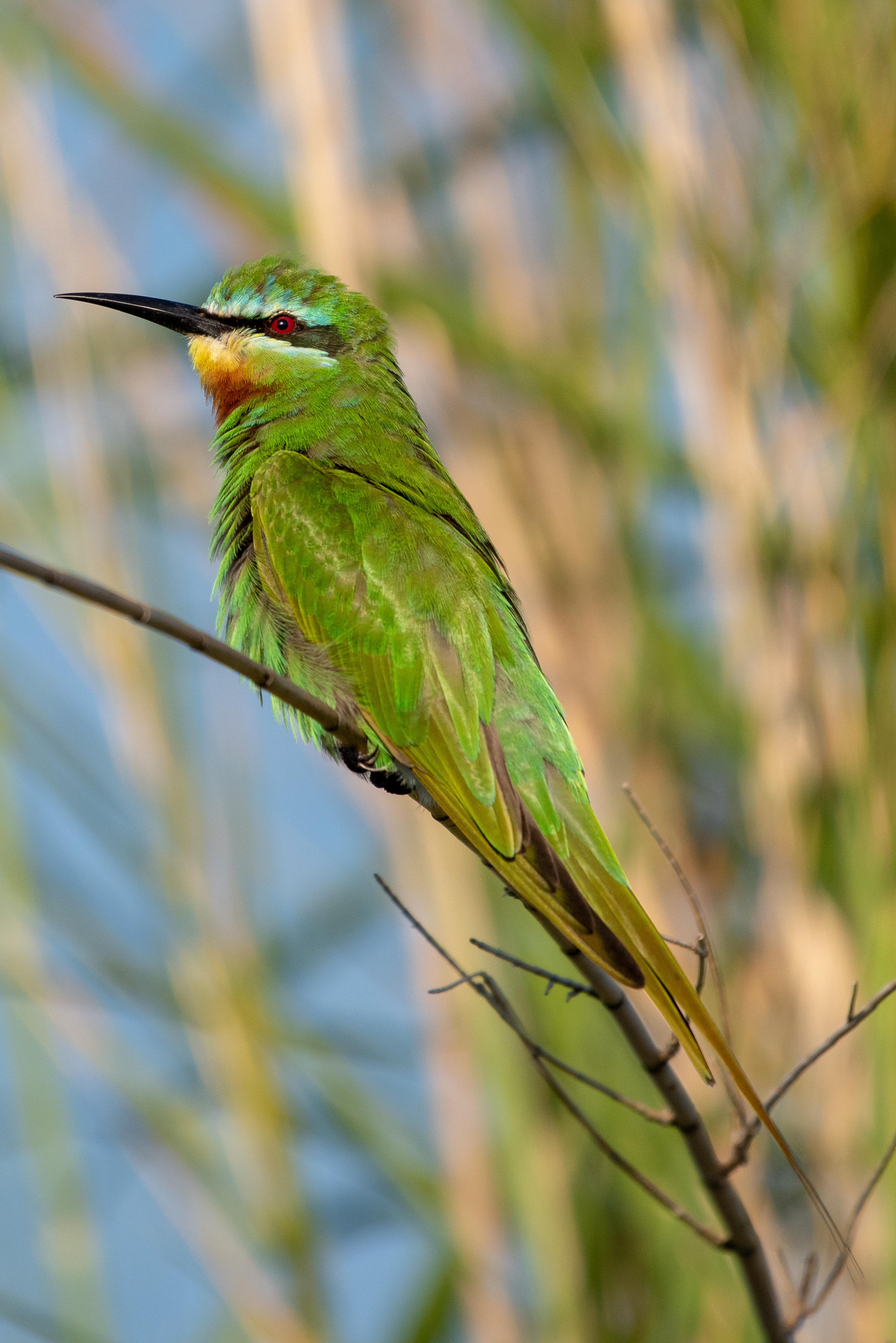 Blue-cheeked bee-eater, Chobe River, Namibia