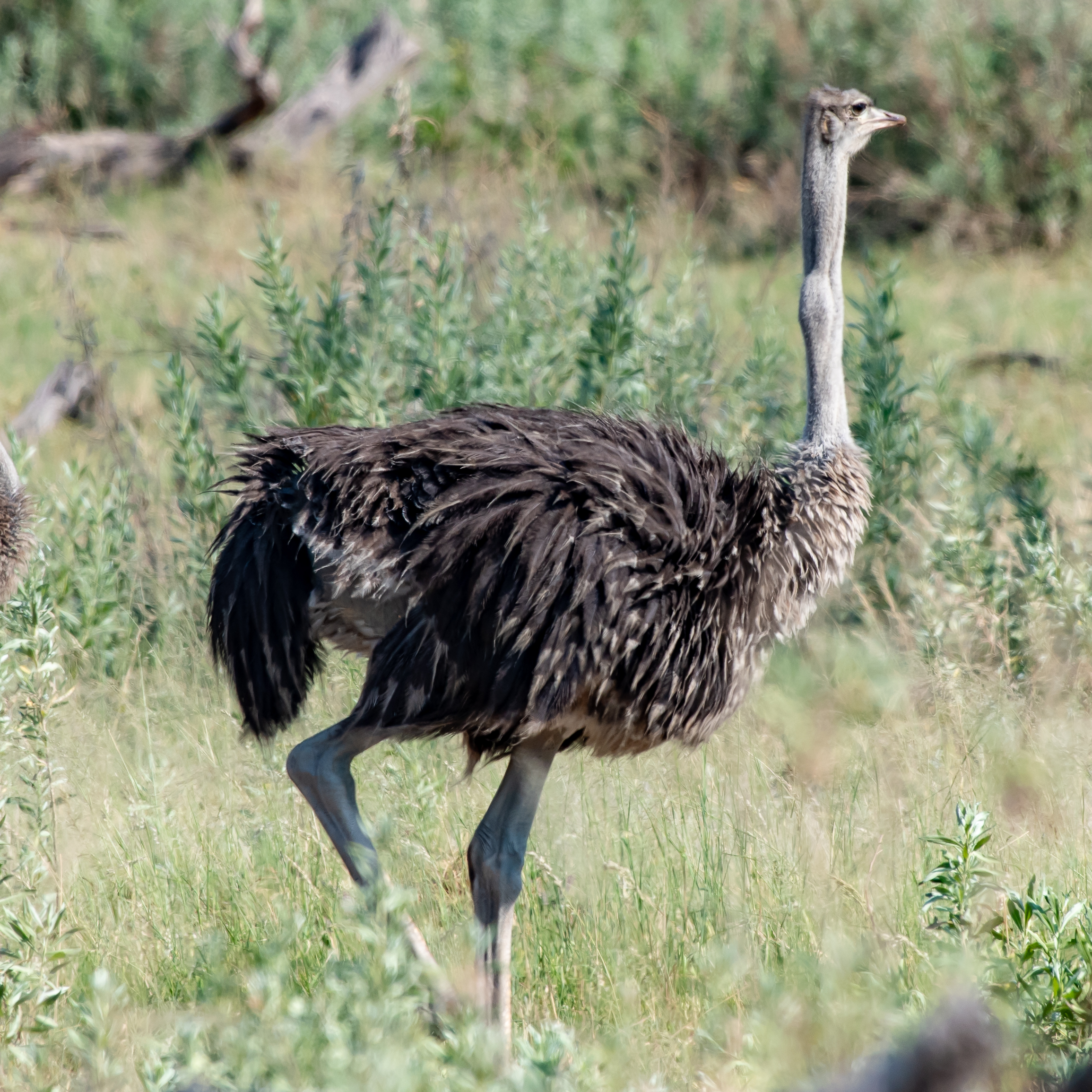 Common ostrich (young male), Kwando Lagoon, Botswana
