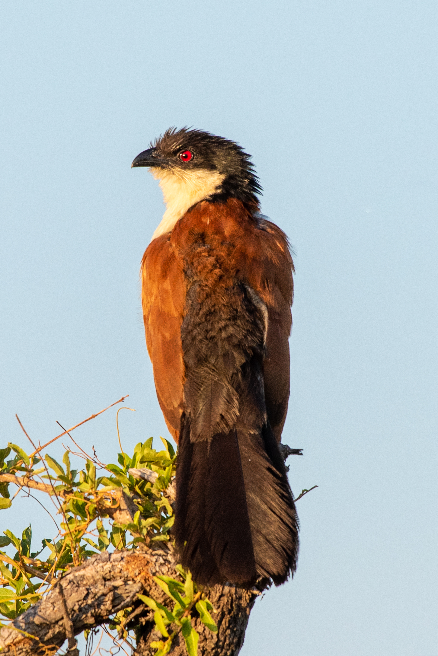 Coppery-tailed coucal, Kwando Lagoon, Botswana