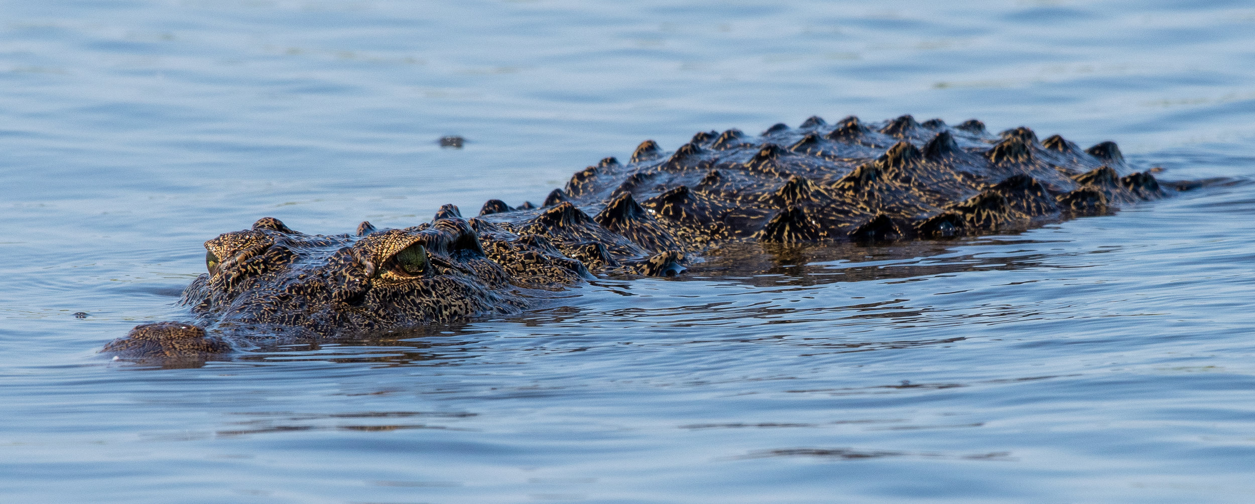 Crocodile, Chobe River, Namibia