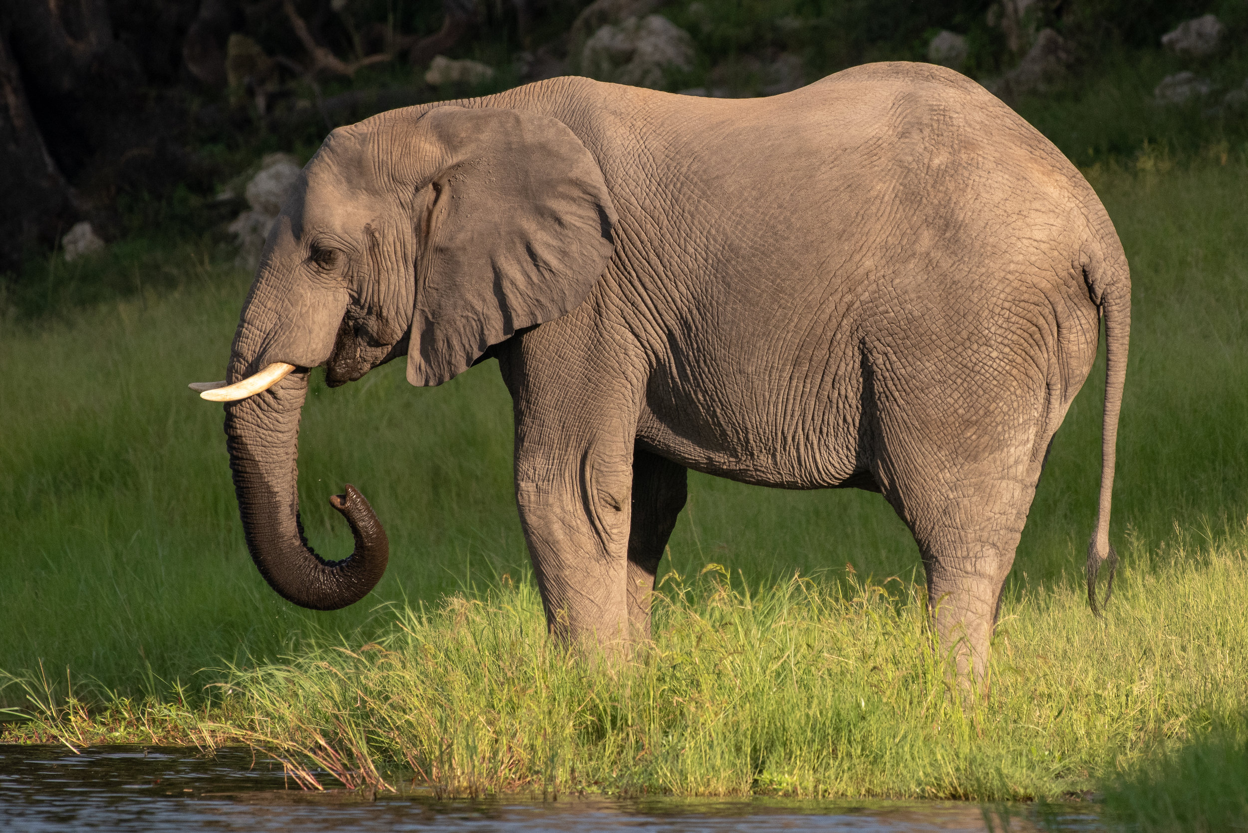 Elephant, Chobe River, Namibia