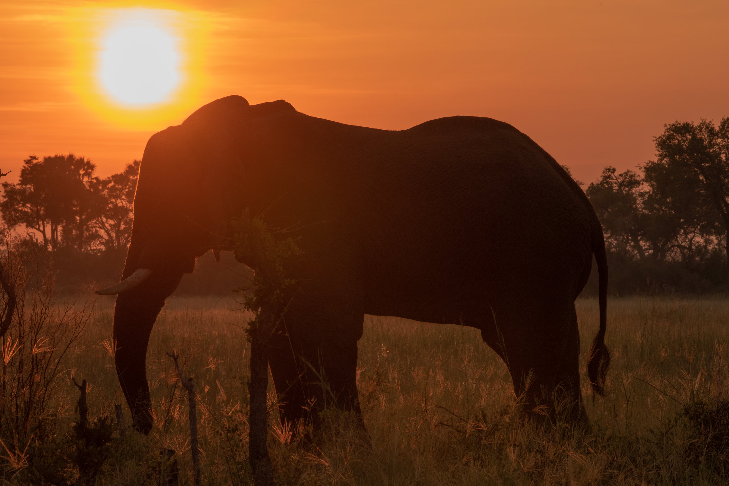 Elephant at sunrise, Kwando Lagoon, Botswana