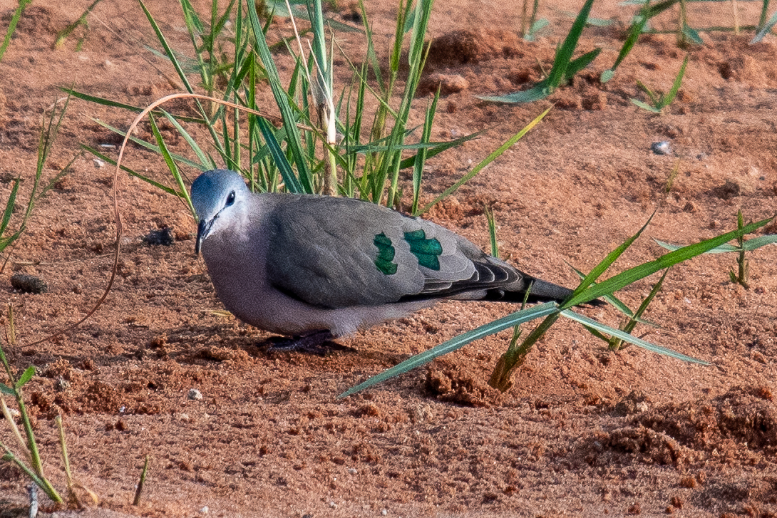 Emerald-spotted wood dove, Chobe River, Namibia