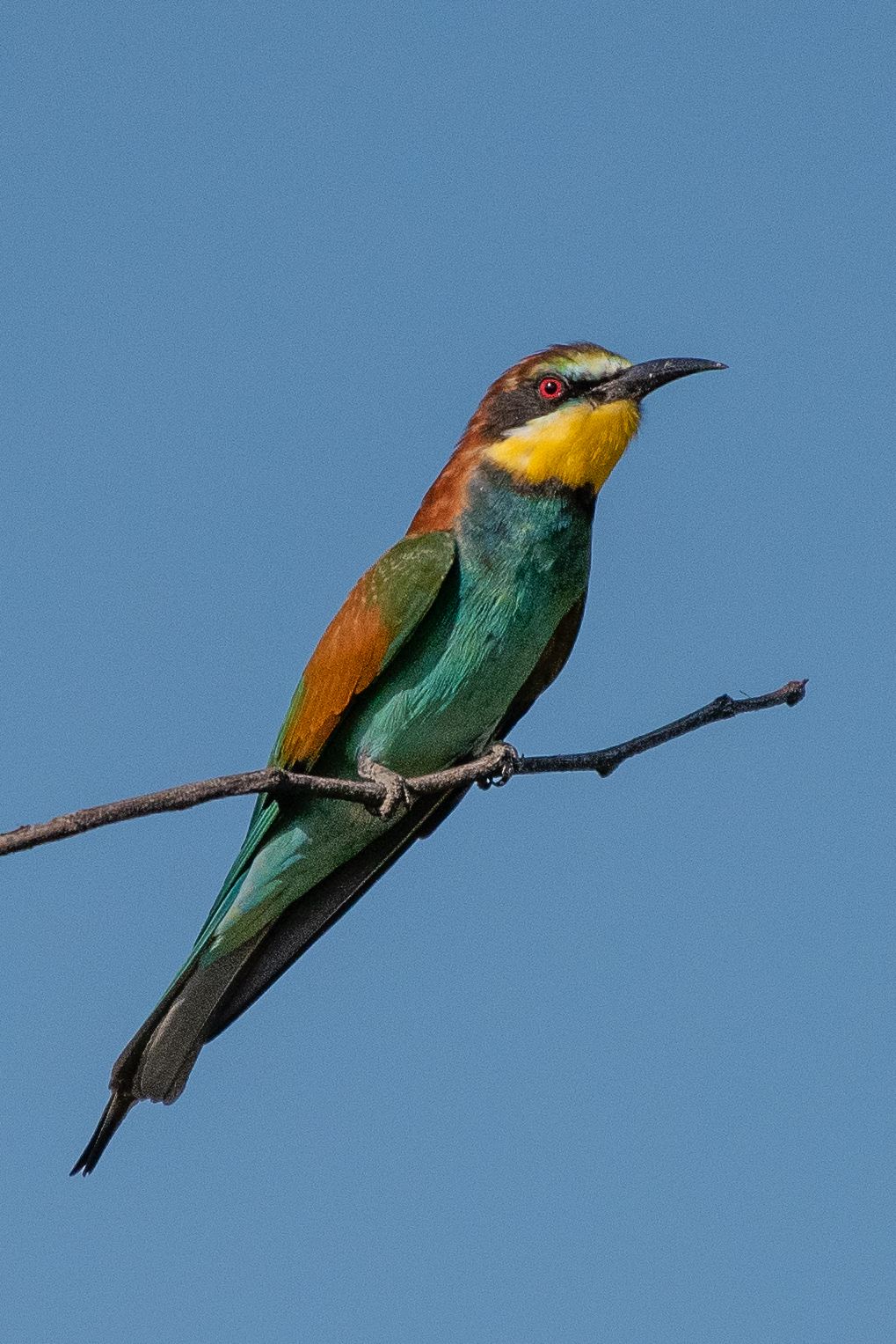 European bee-eater, Khwai Private Reserve, Okavango Delta, Botswana