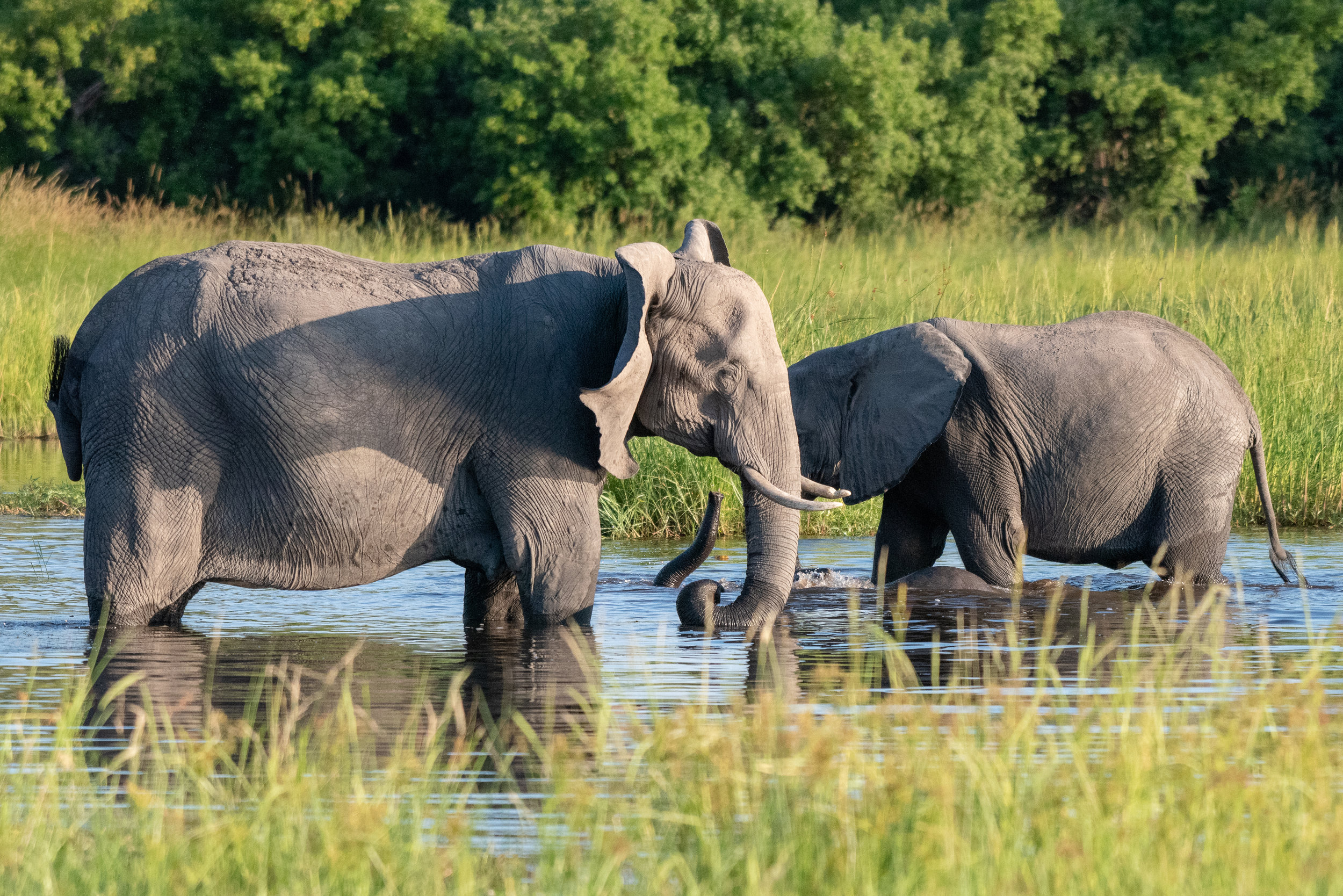 Elephants at waterhole, Khwai Private Reserve, Okavango Delta, Botswana
