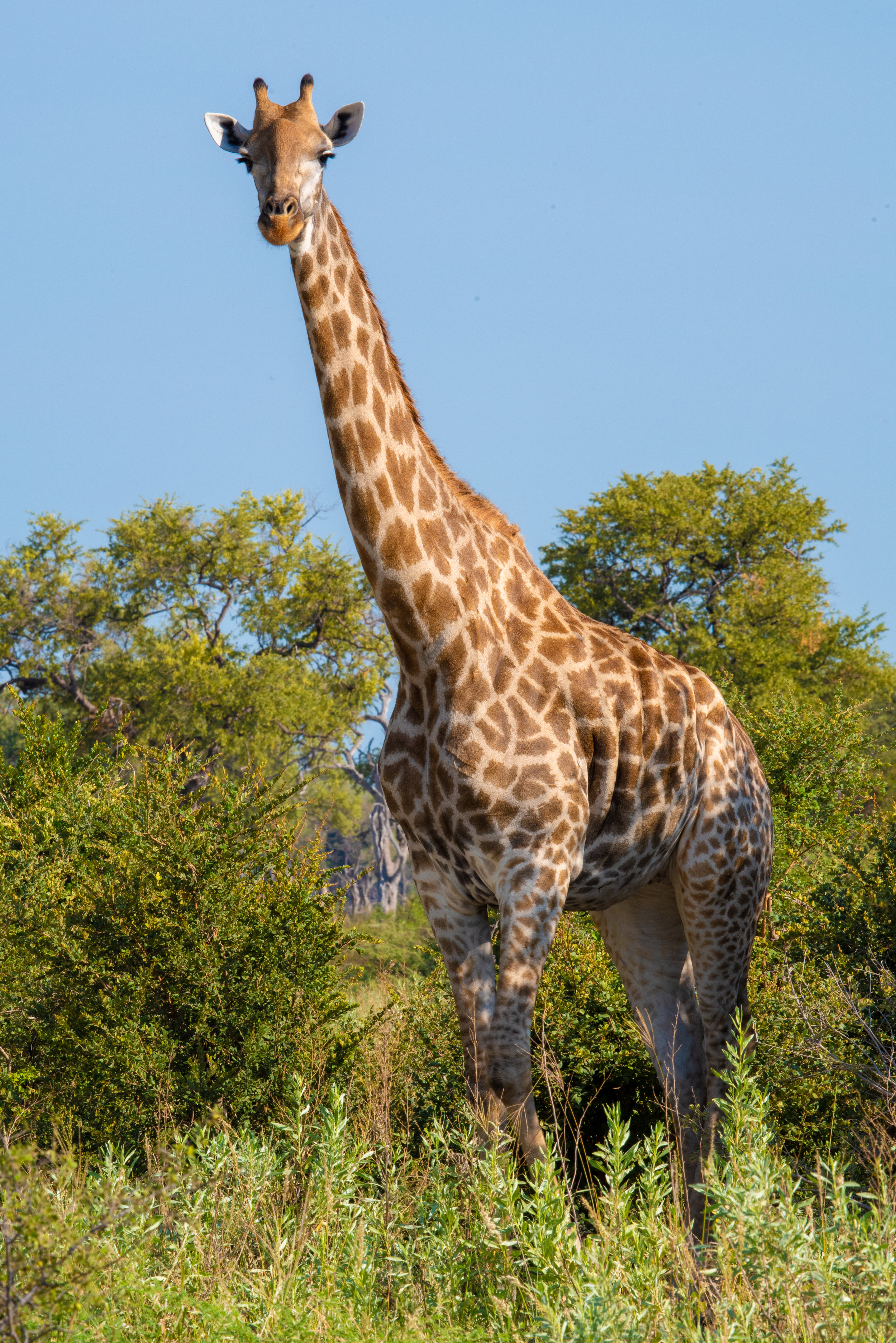 Giraffe, Kwando Lagoon, Botswana